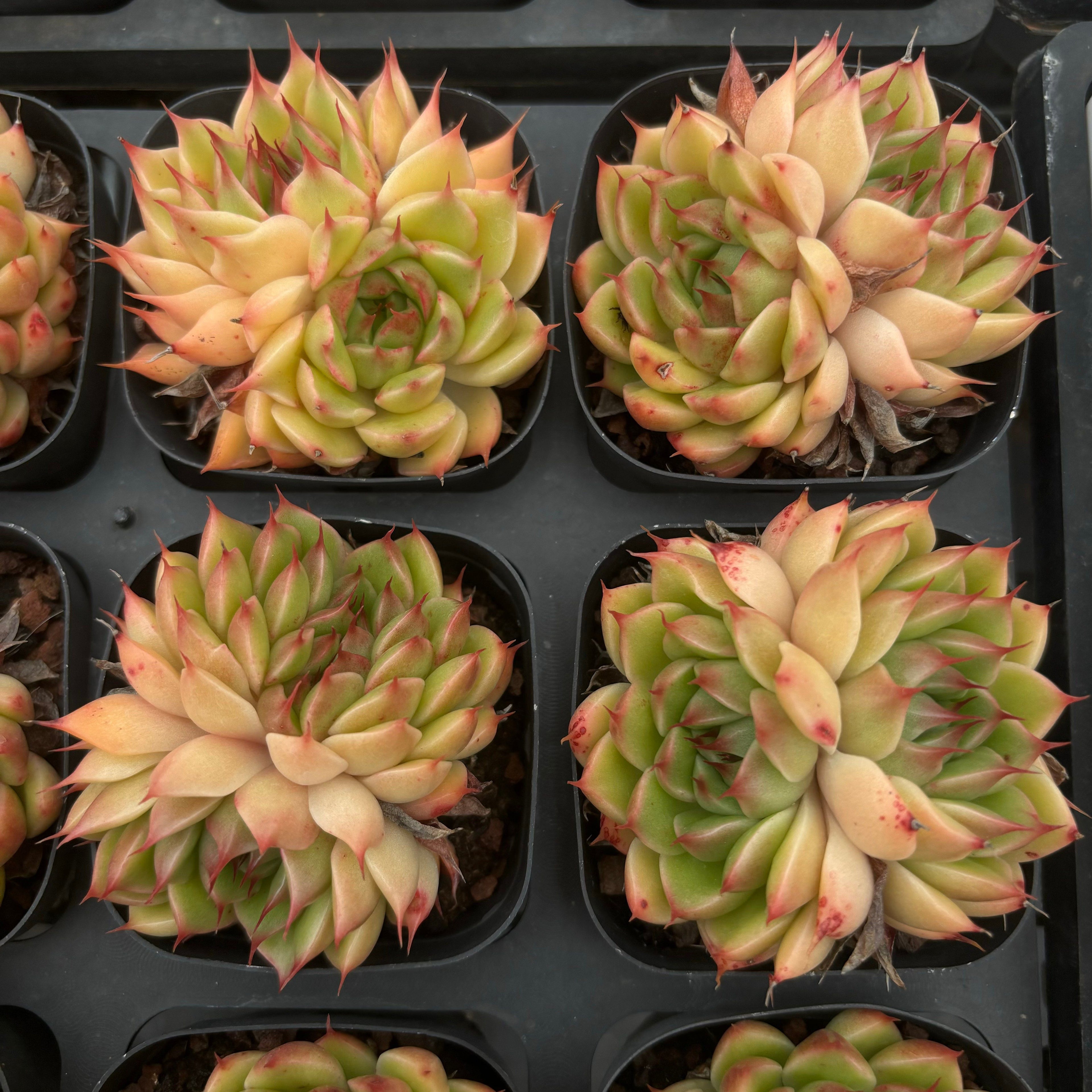 A018 シルバースノー エケベリア