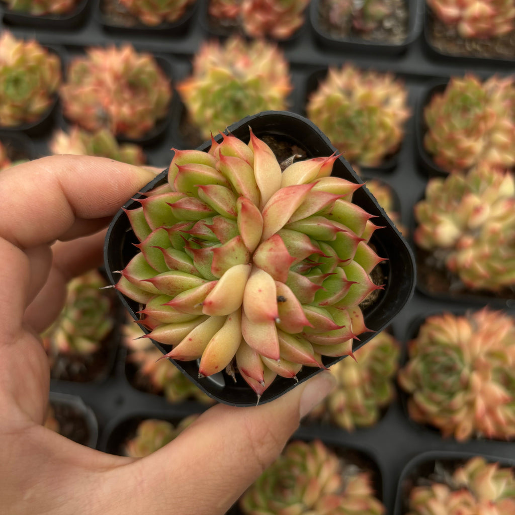 A018 シルバースノー エケベリア