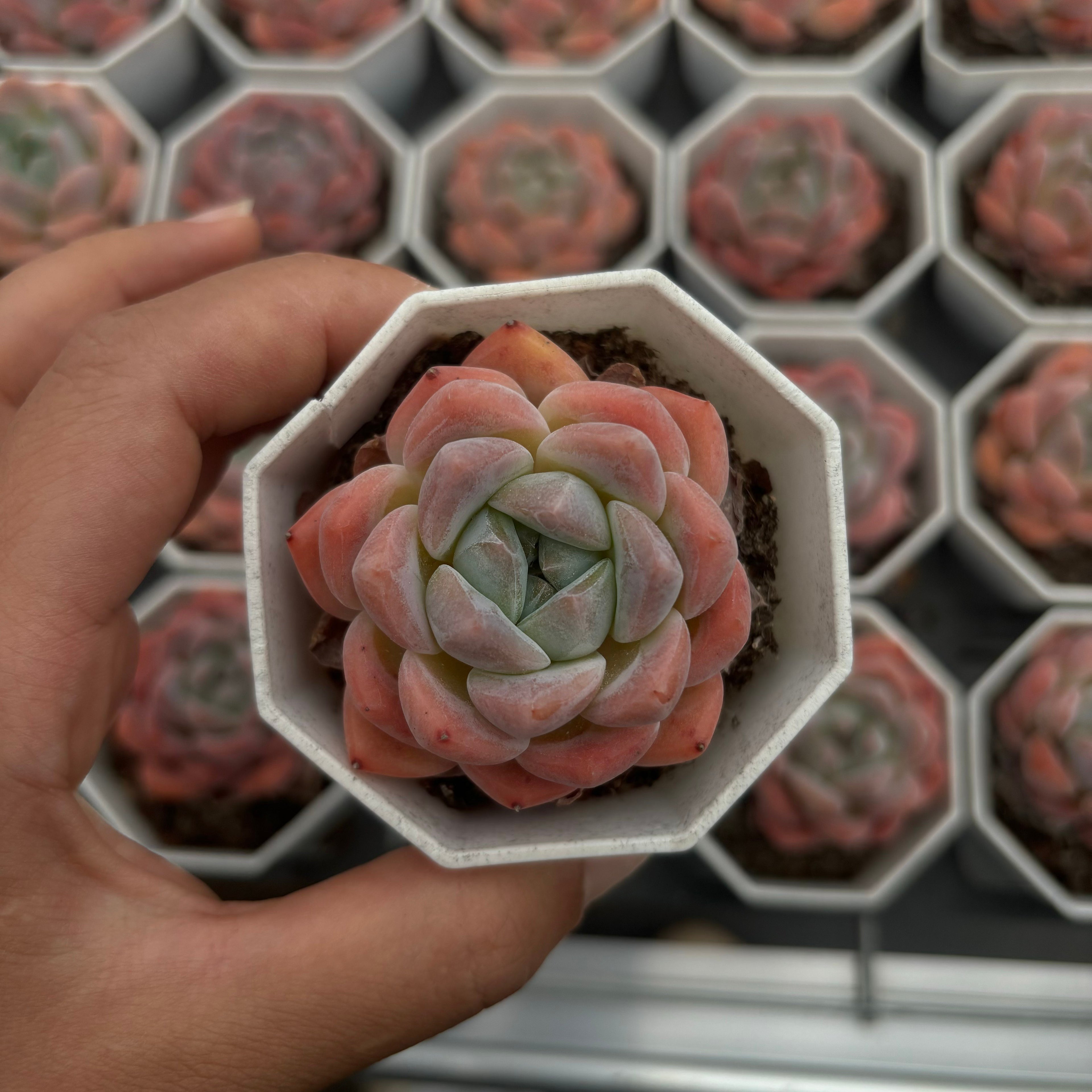 A019 シックモンロー エケベリア