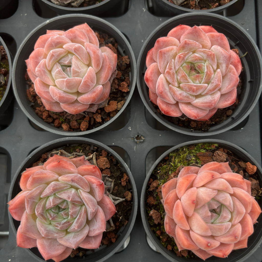 A020 エケベリア X9-05