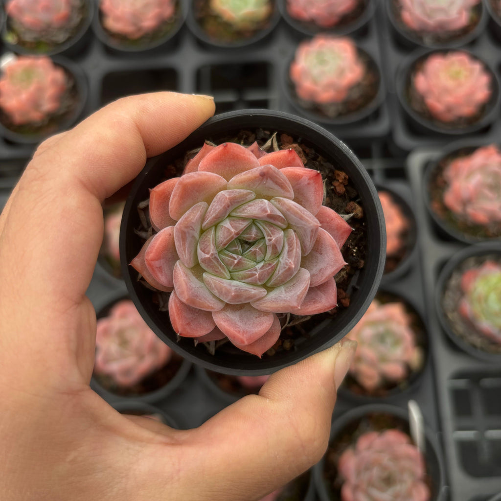 A020 エケベリア X9-05