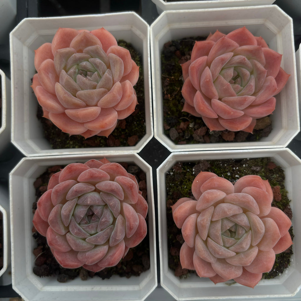 A022 エケベリア レッド・ムーン