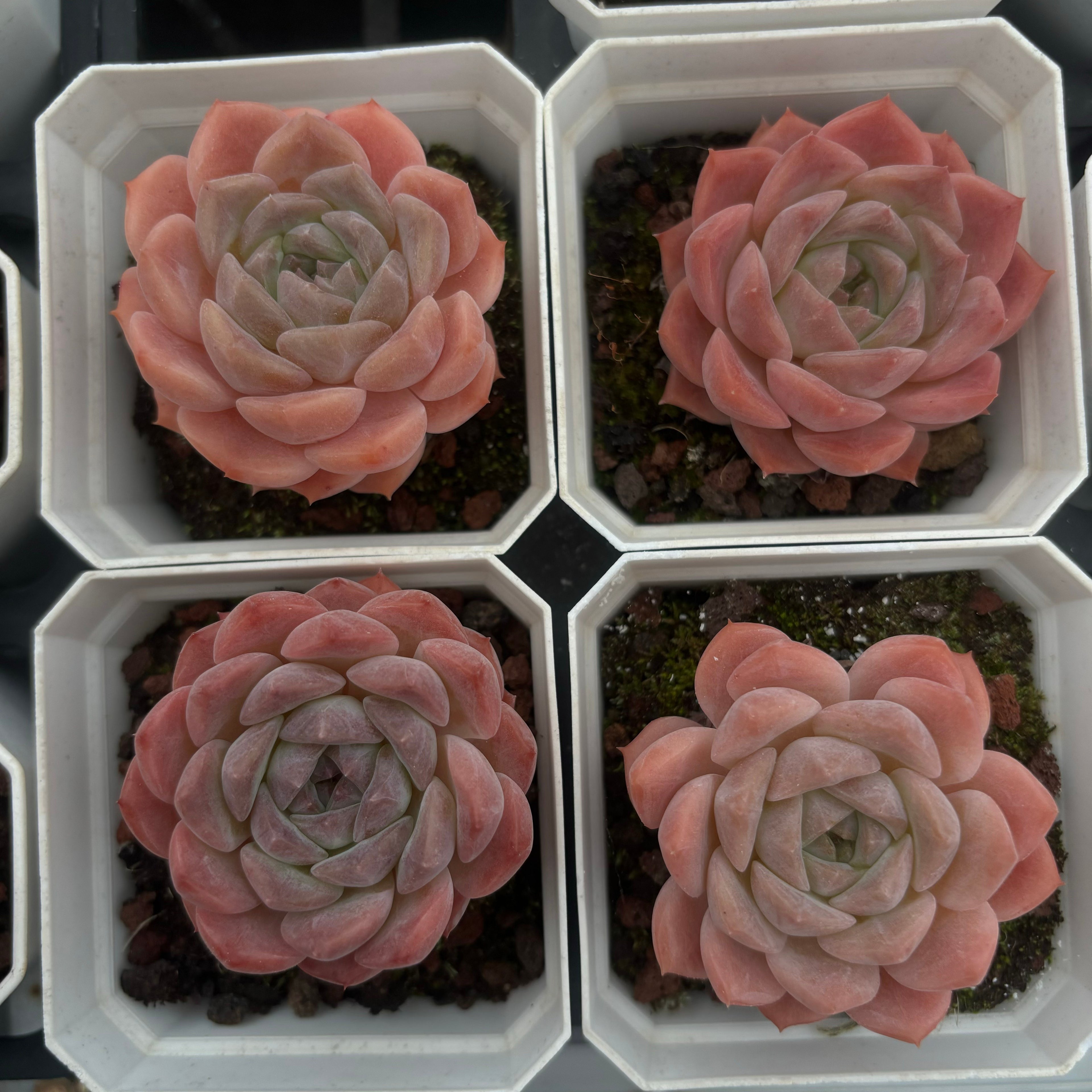 A022 エケベリア レッド・ムーン