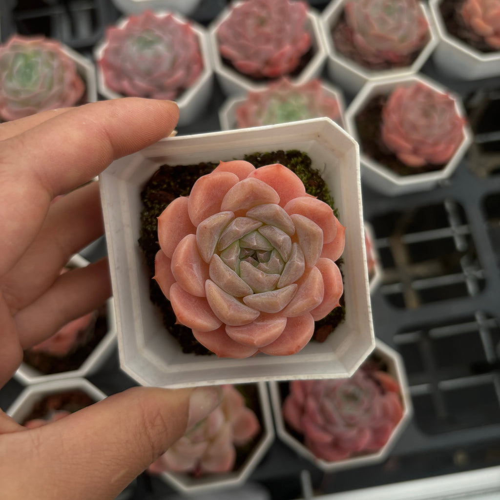 A022 エケベリア レッド・ムーン