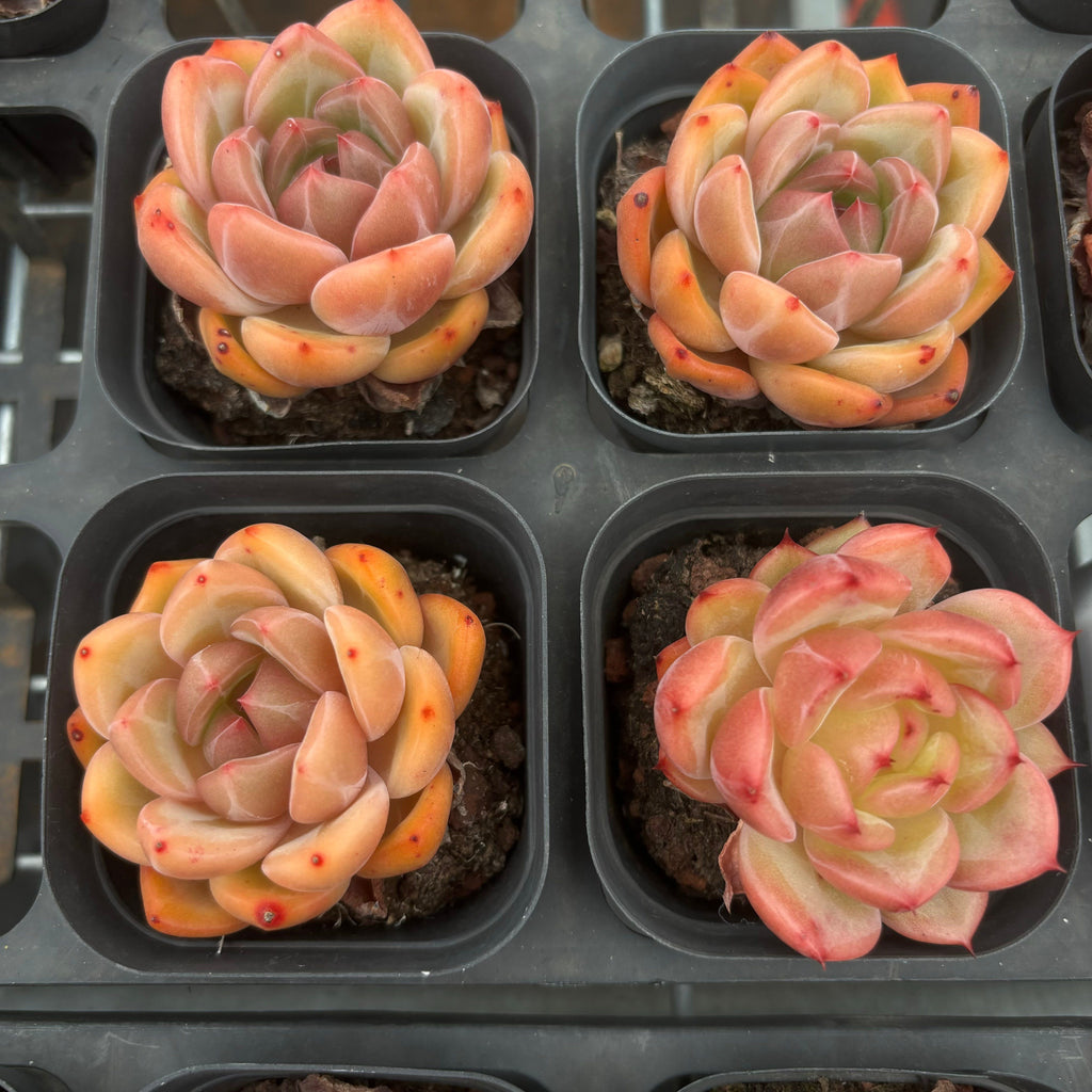 CA023 シャーロット  エケベリア