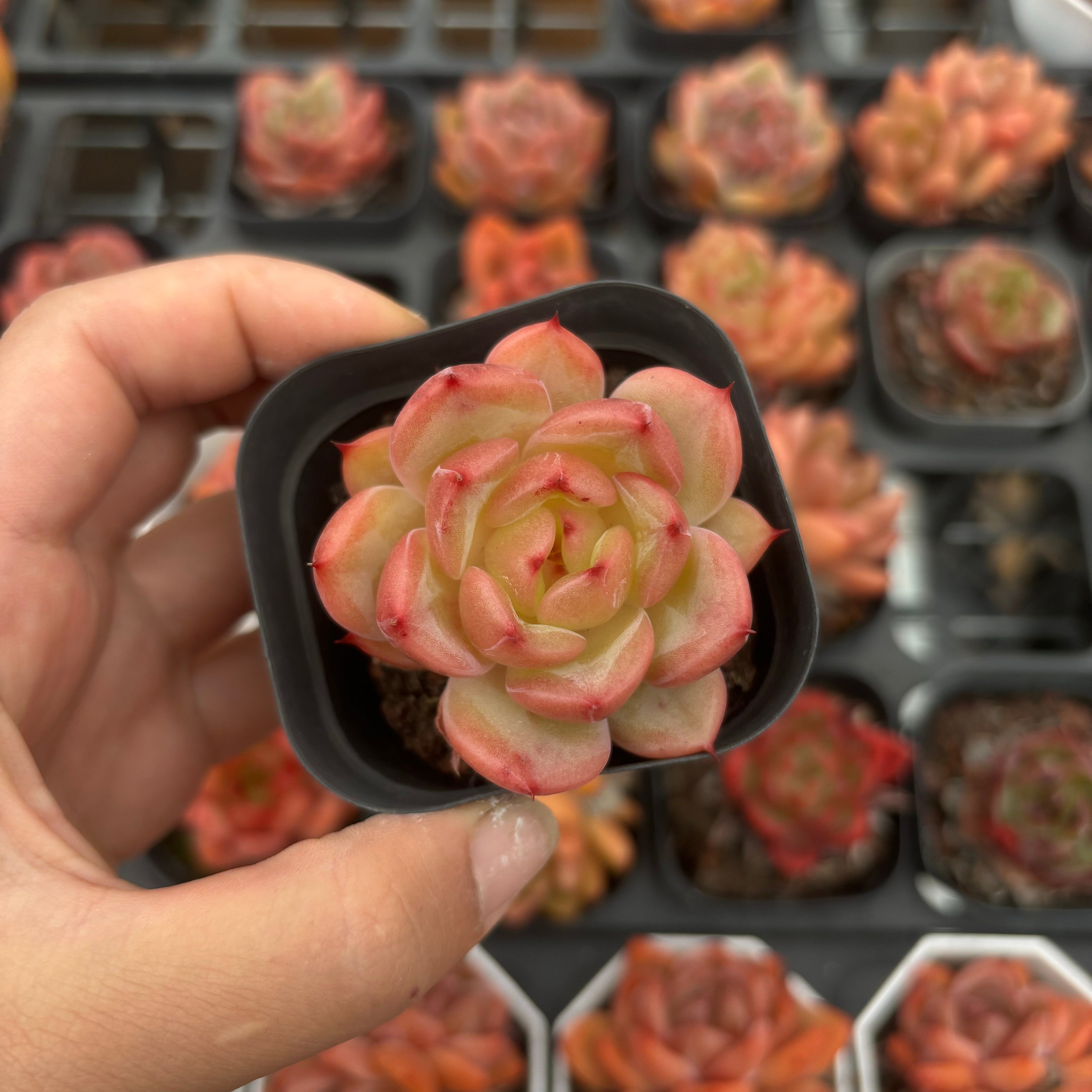 CA023 シャーロット  エケベリア