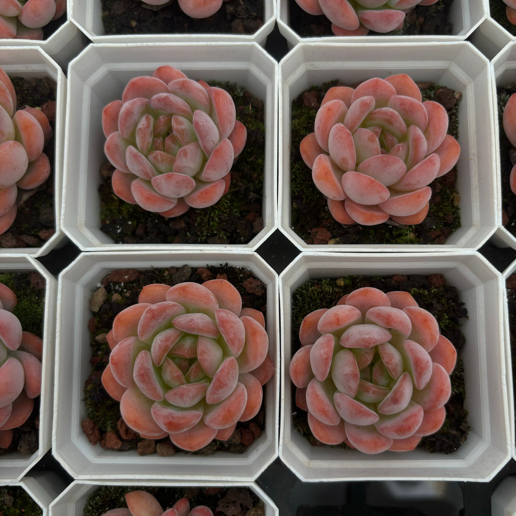 A025 スターマーク エケベリア