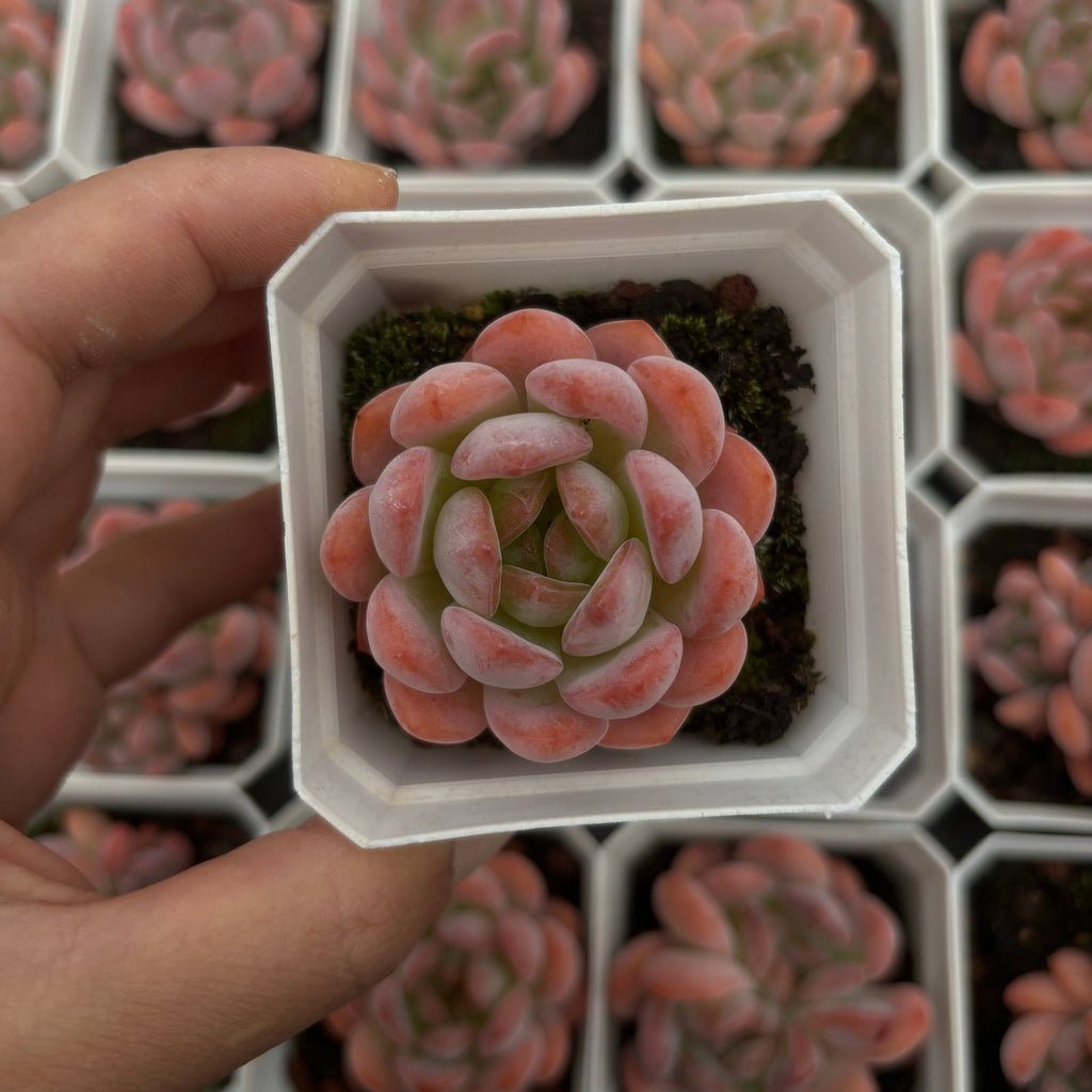 A025 スターマーク エケベリア