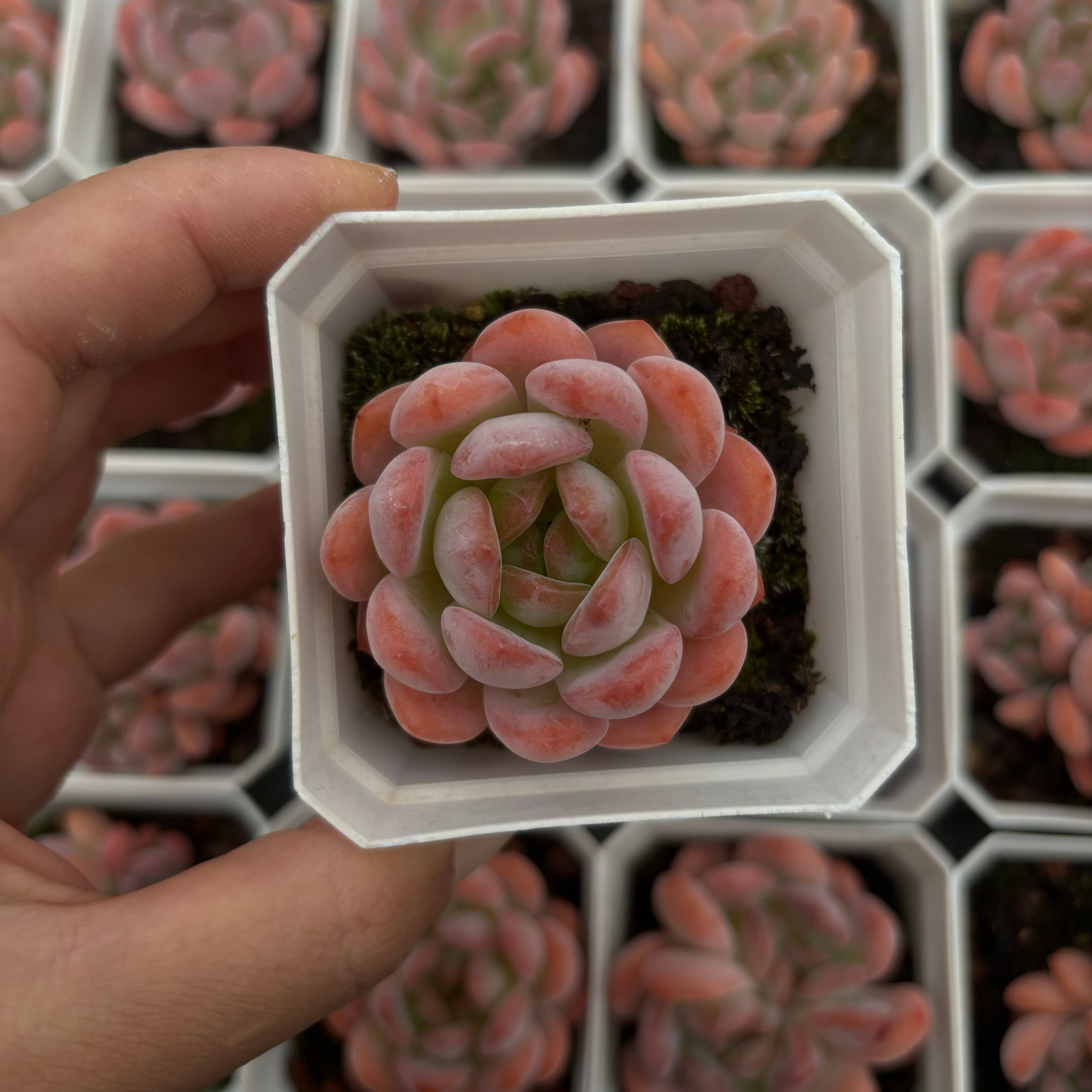 A025 スターマーク エケベリア