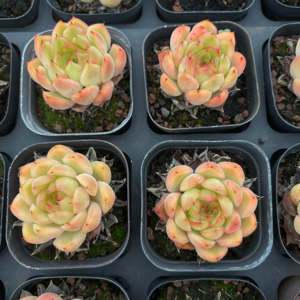 A026 ナルシス エケベリア