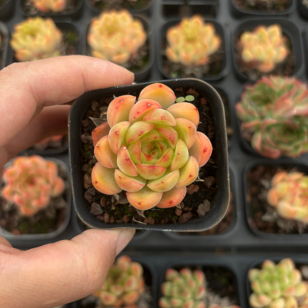 A026 ナルシス エケベリア