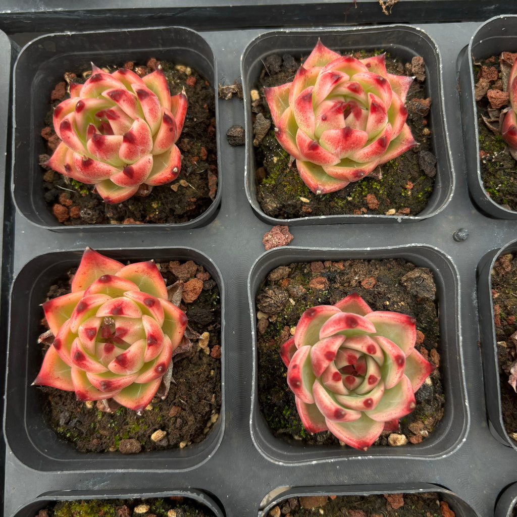 A029 ブルードラゴン エケベリア