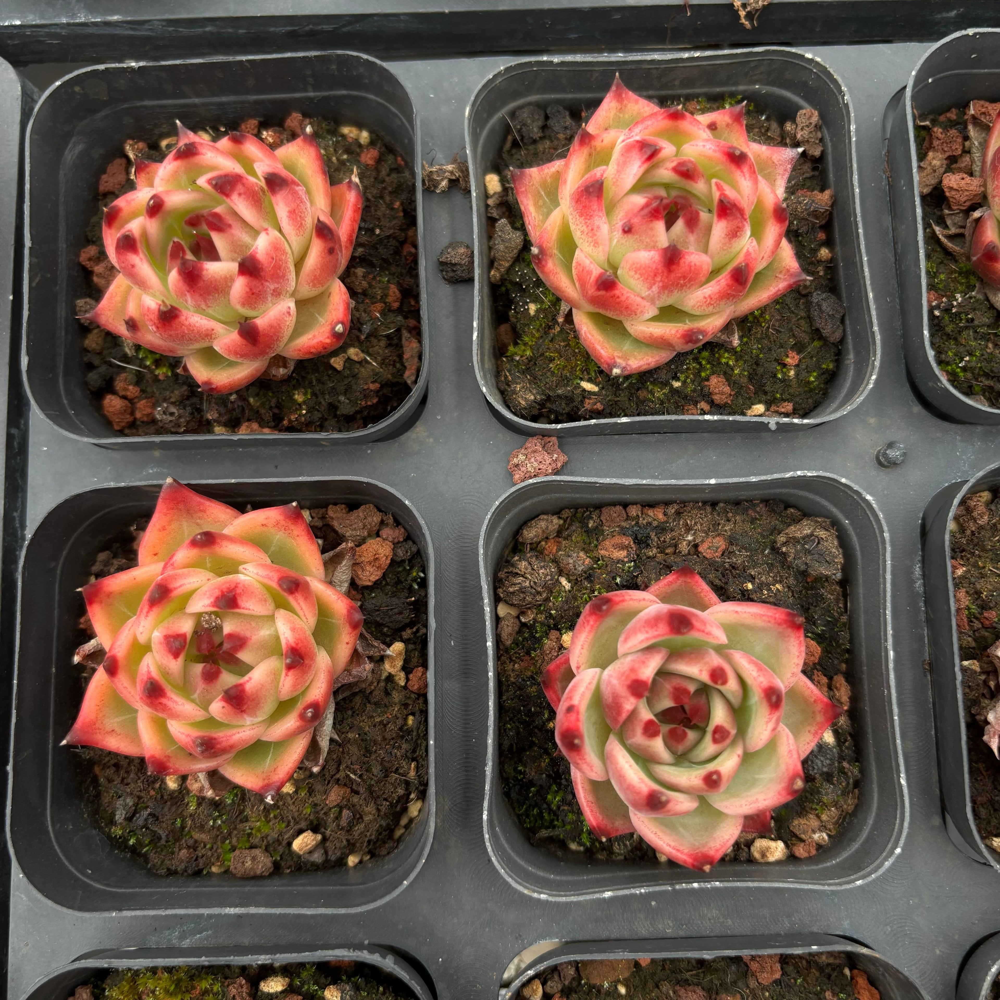 A029 ブルードラゴン エケベリア