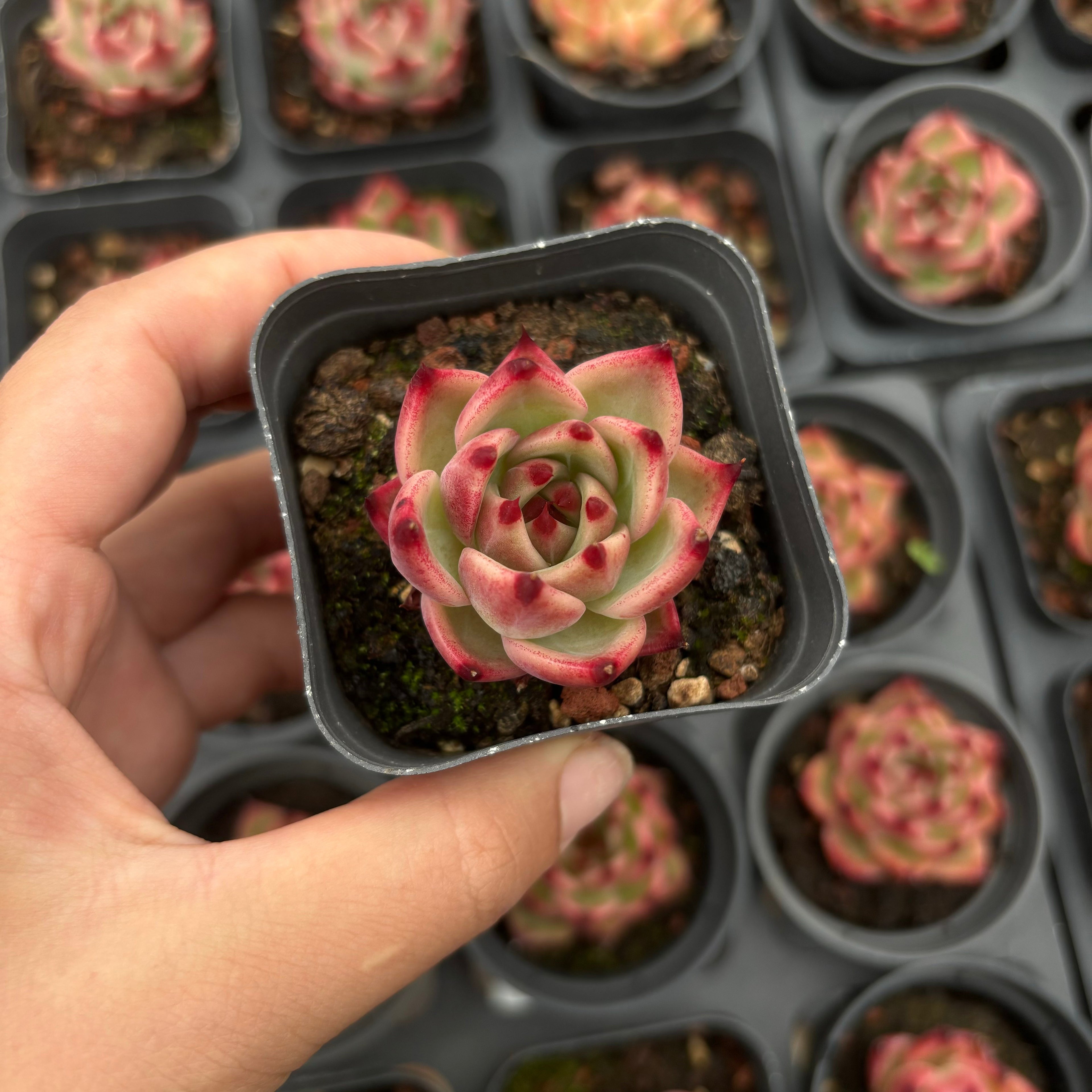 A029 ブルードラゴン エケベリア