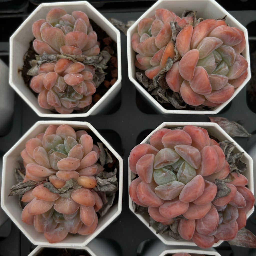 A031 エケベリア  X6-03