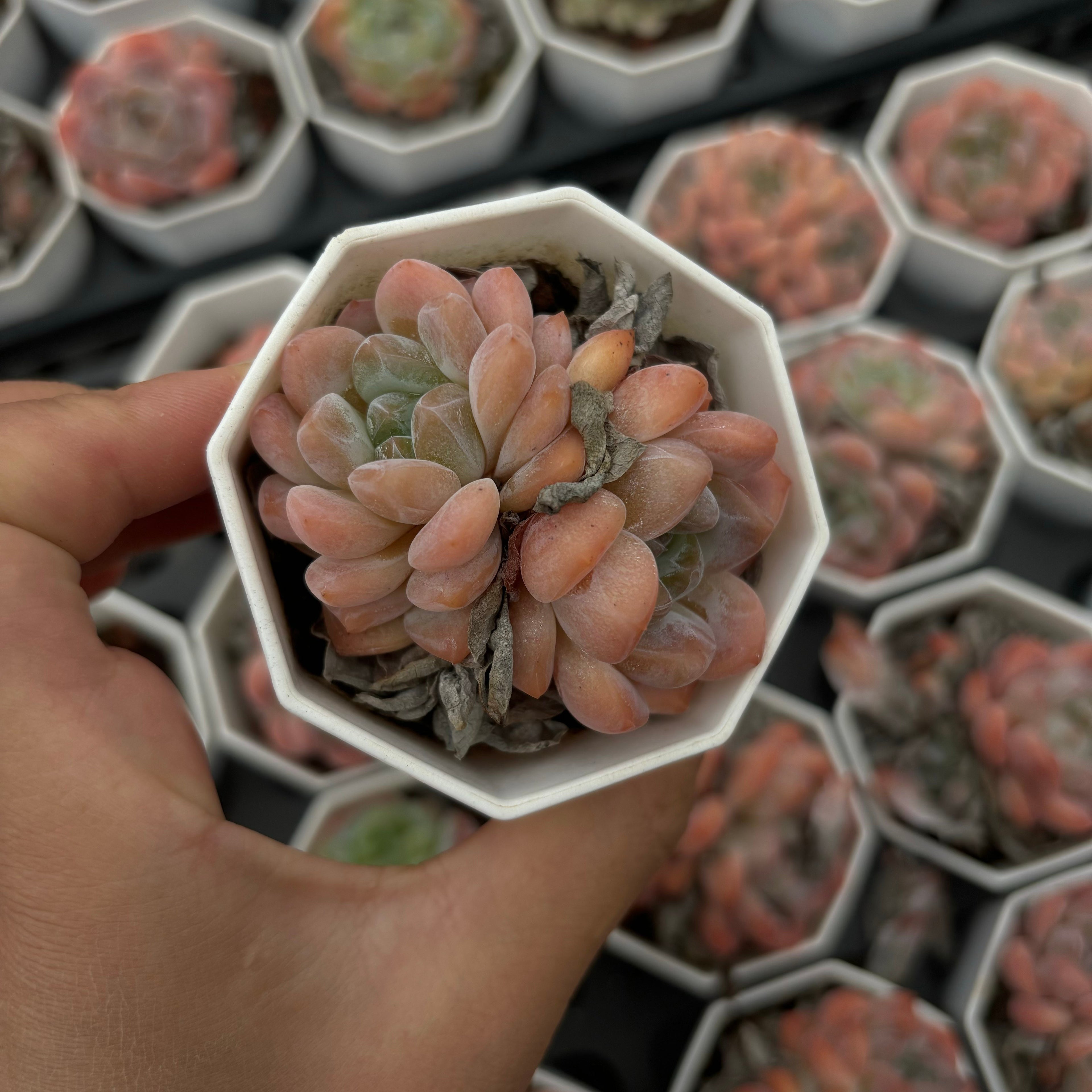 A031 エケベリア  X6-03