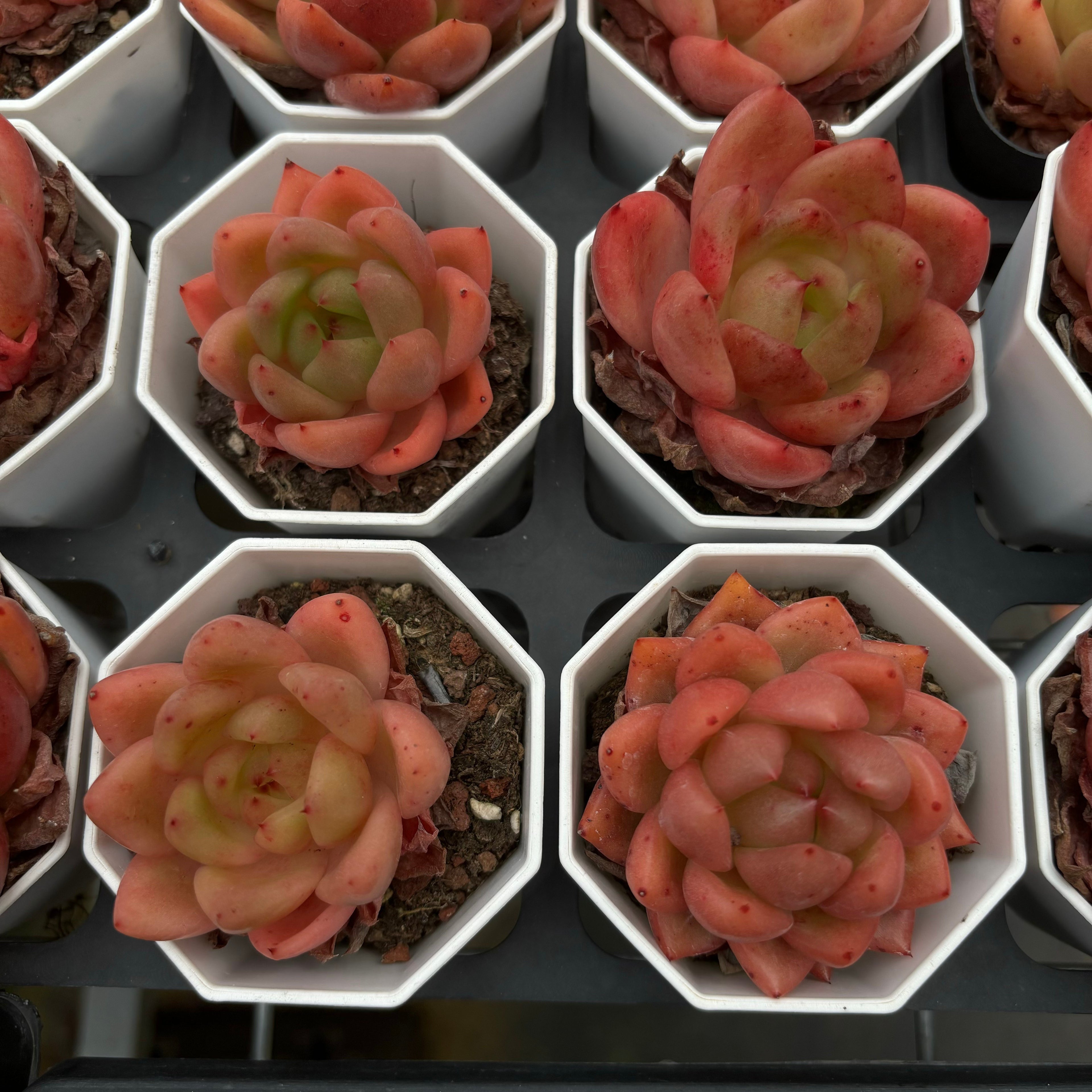 A036 アンコール エケベリア