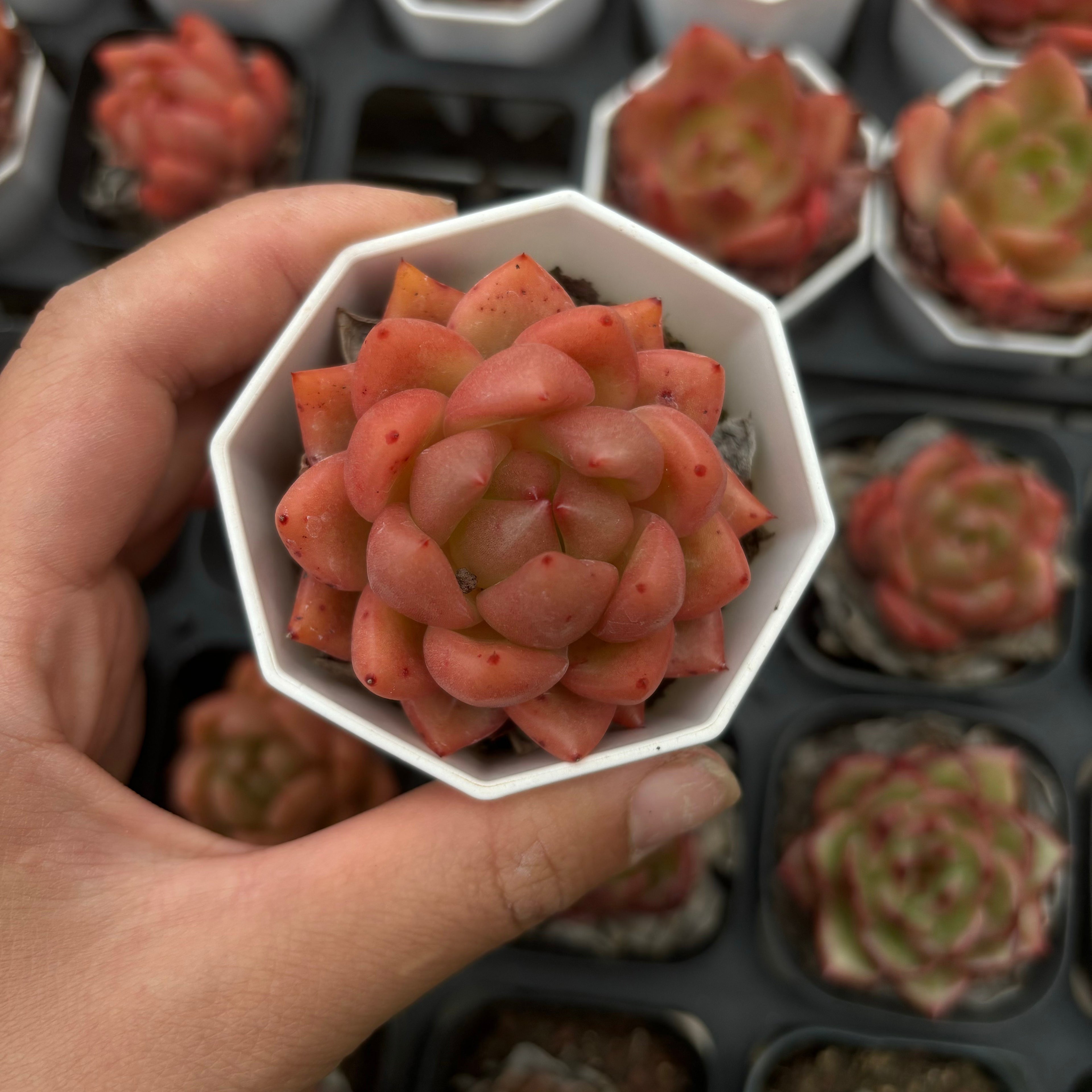 A036 アンコール エケベリア