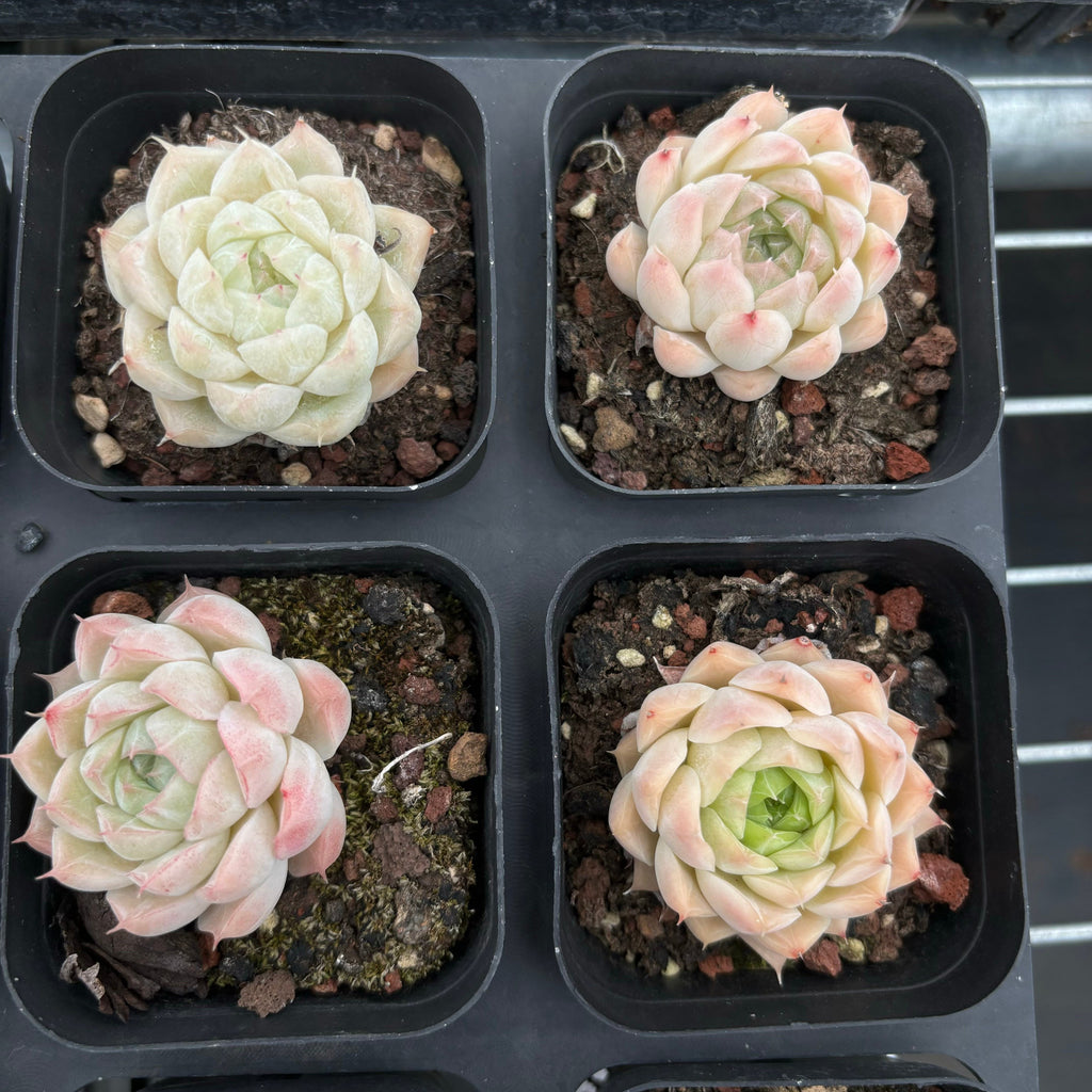 CA038 ヒューギルス交配種 エケベリア