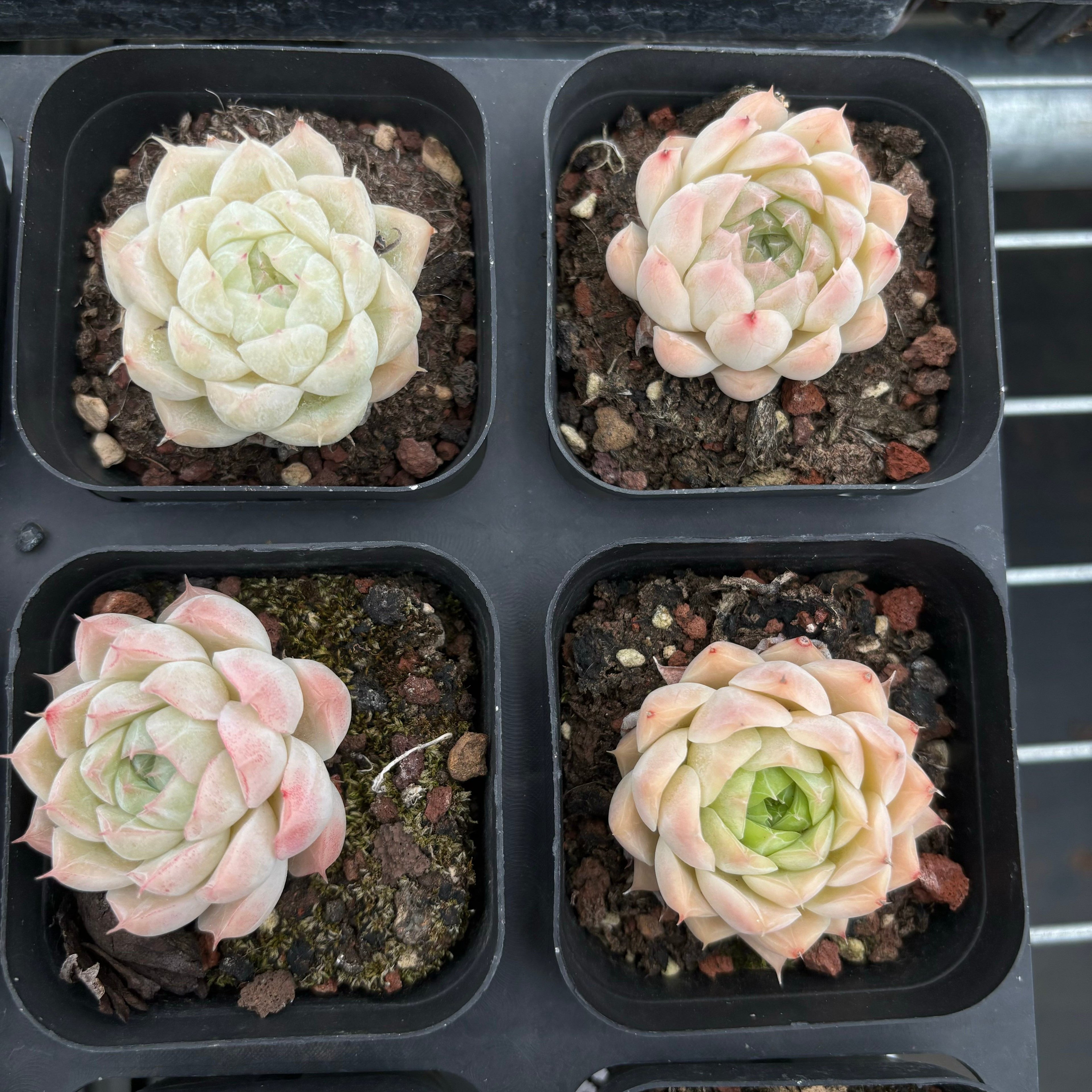 CA038 ヒューギルス交配種 エケベリア