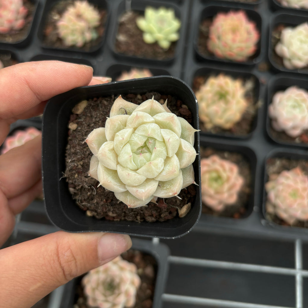 CA038 ヒューギルス交配種 エケベリア