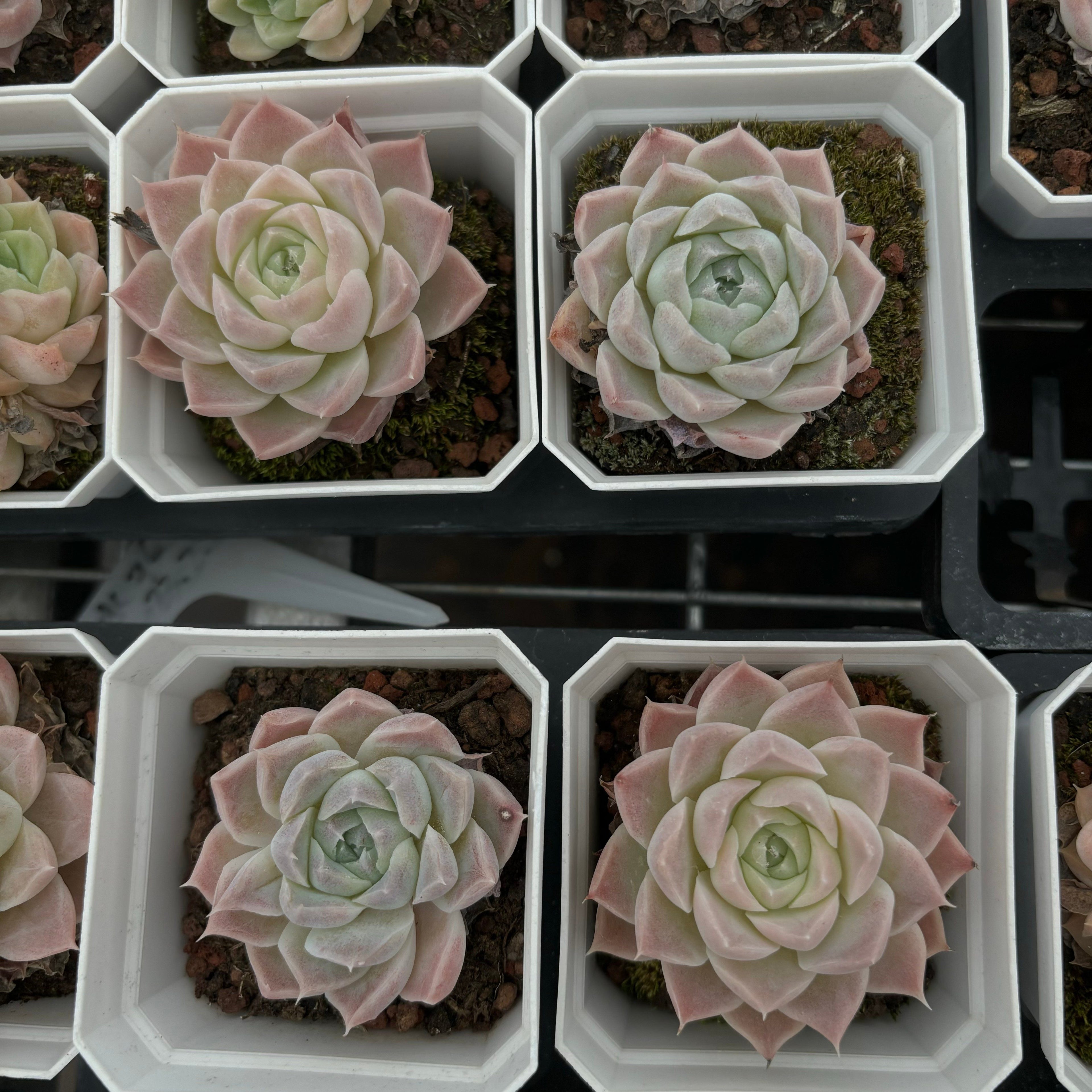 CA043 アイスローズ エケベリア