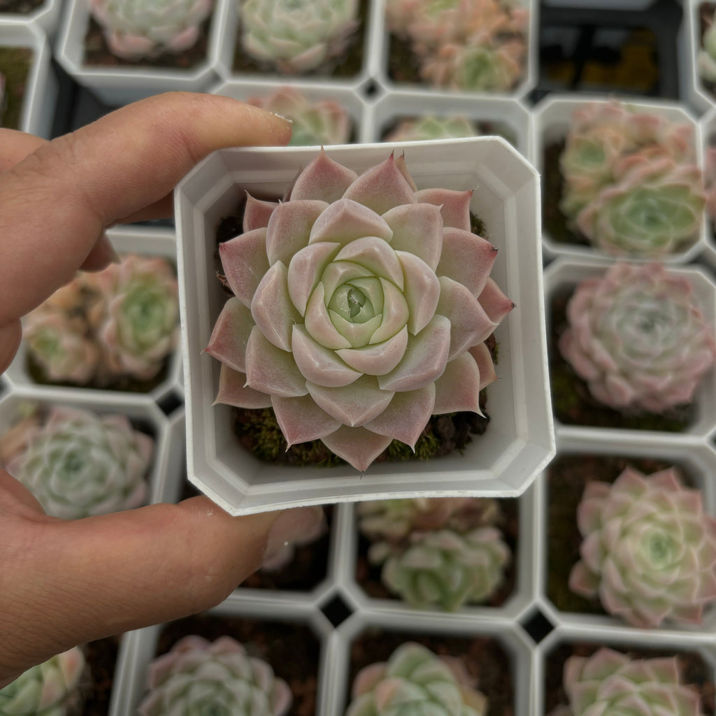 CA043 アイスローズ エケベリア