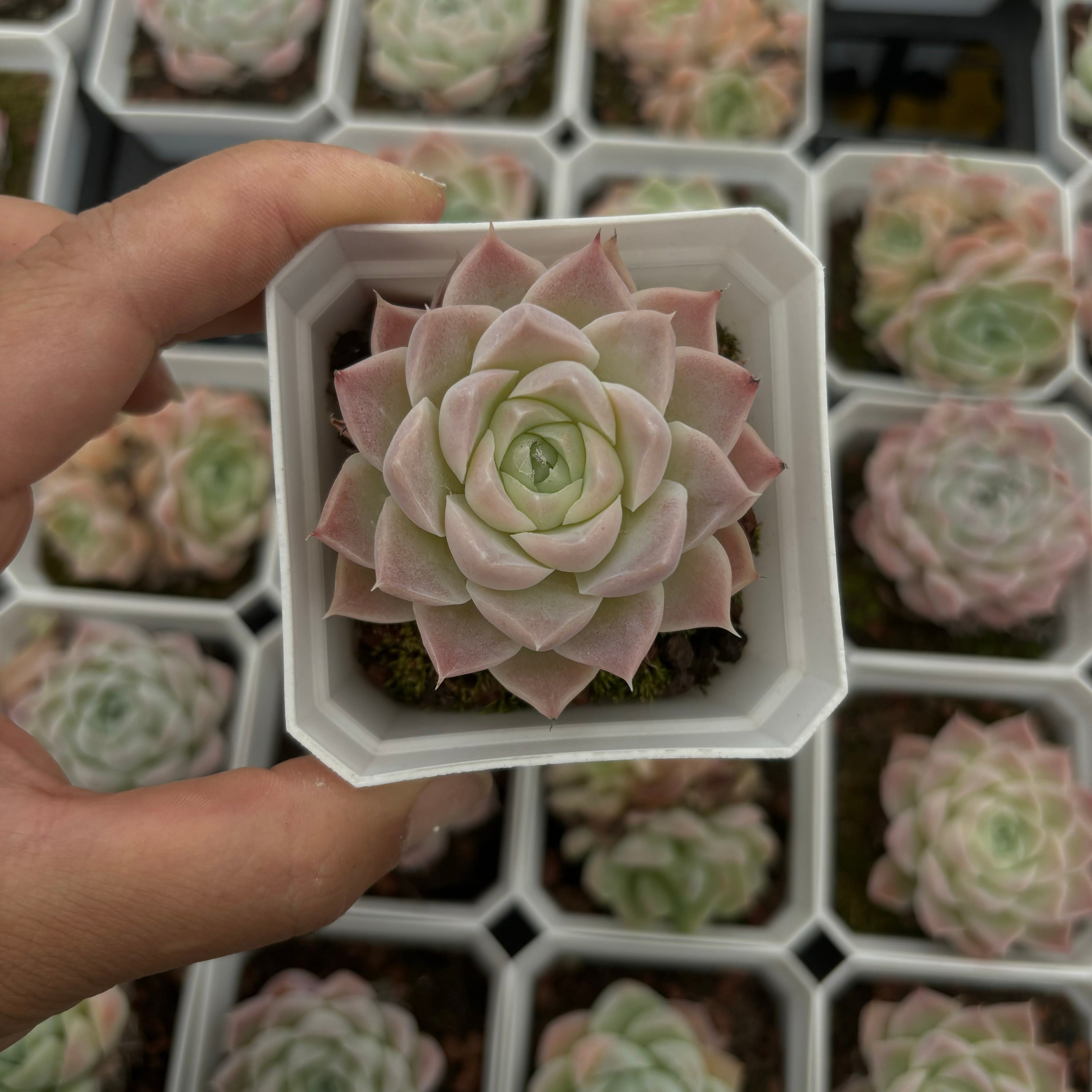 CA043 アイスローズ エケベリア