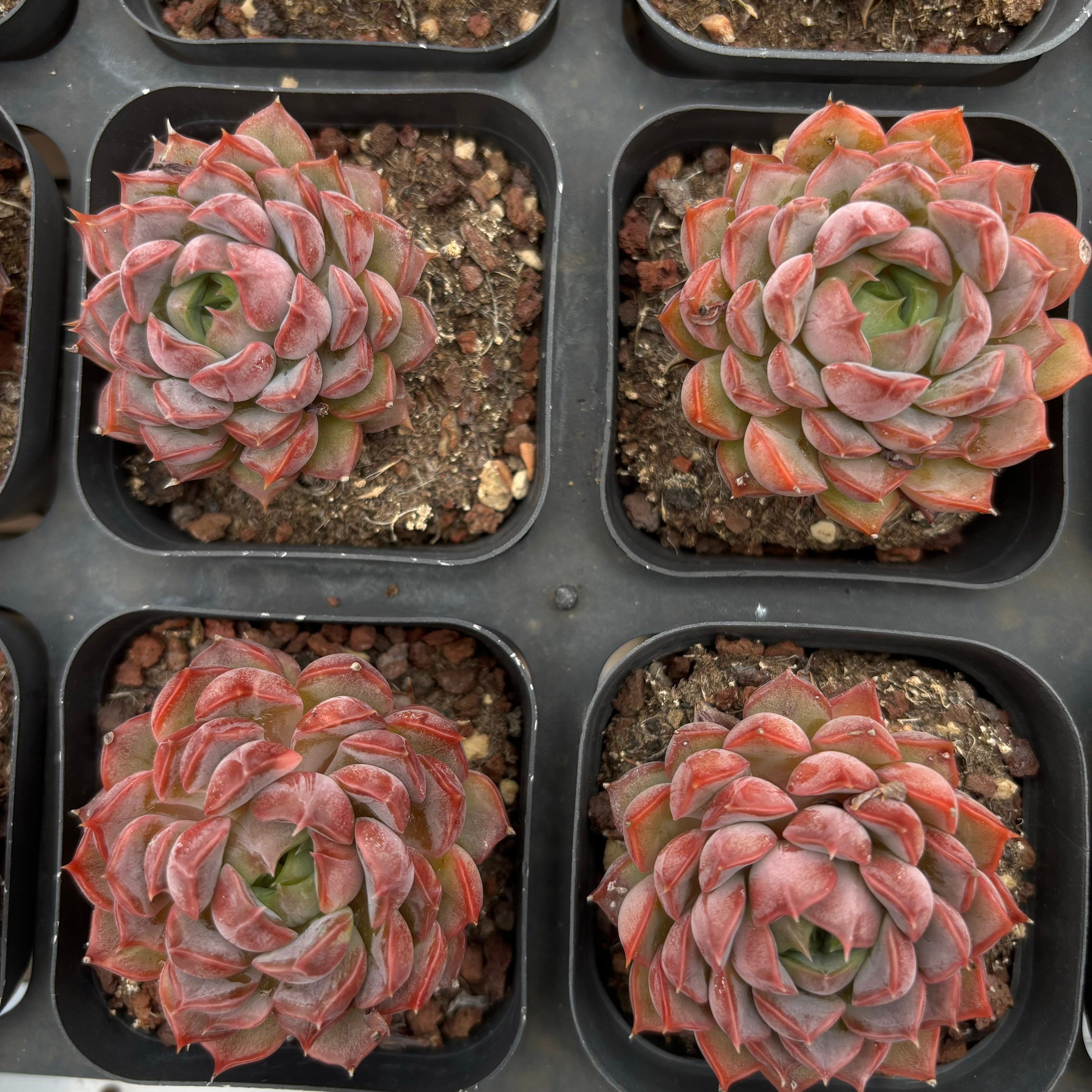 CA046 ピンクダイアナ エケベリア