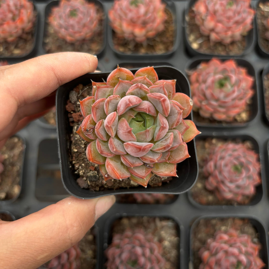 CA046 ピンクダイアナ エケベリア