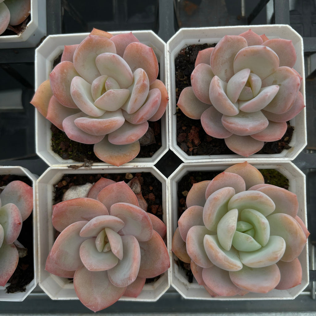 CA049 抹茶 エケベリア