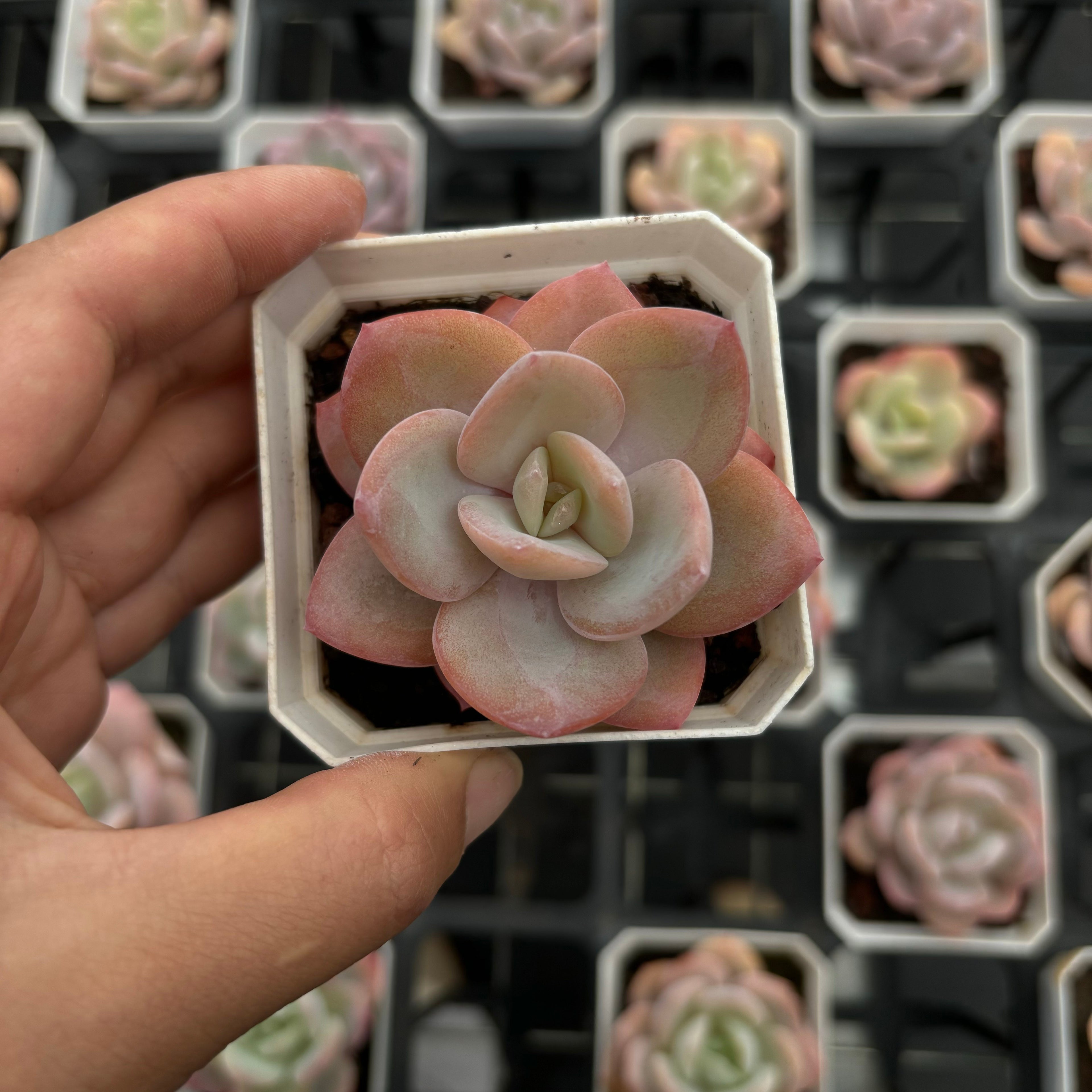 CA049 抹茶 エケベリア