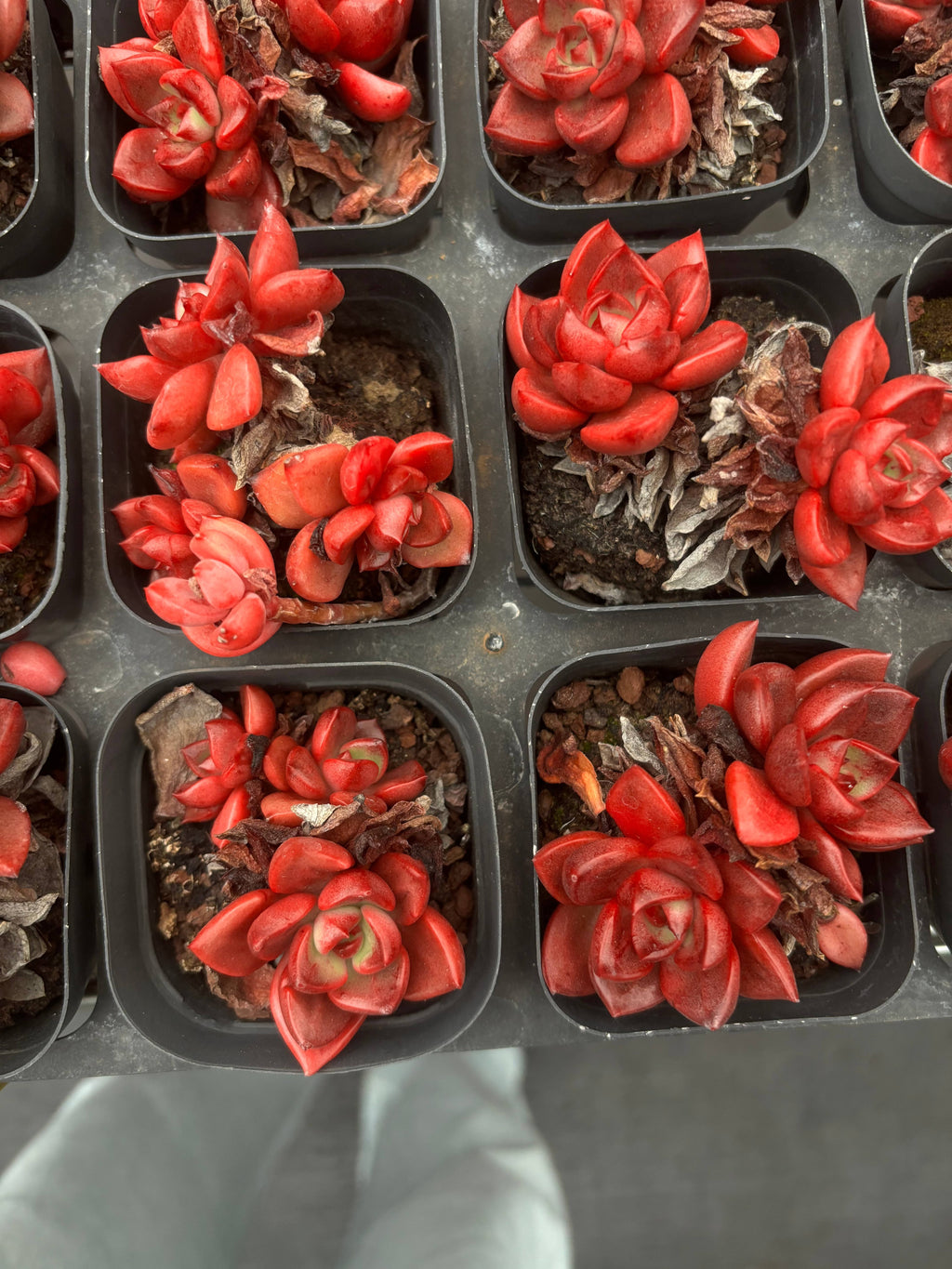 CA053 シャープト エケベリア