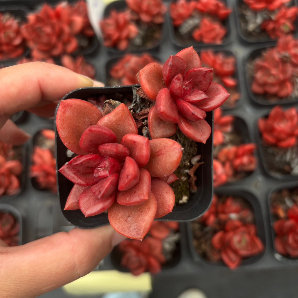 CA053 シャープト エケベリア