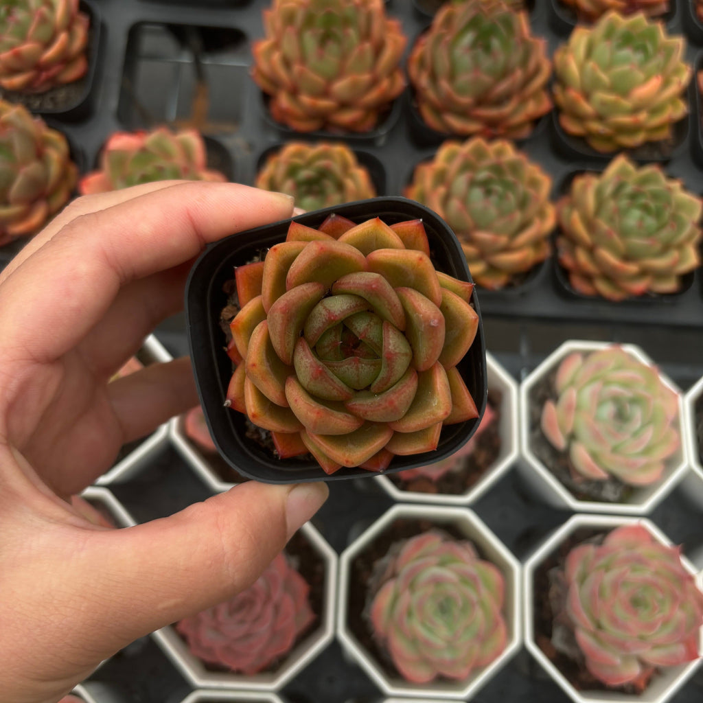 CA054 ギロ ×プルプソルム   エケベリア