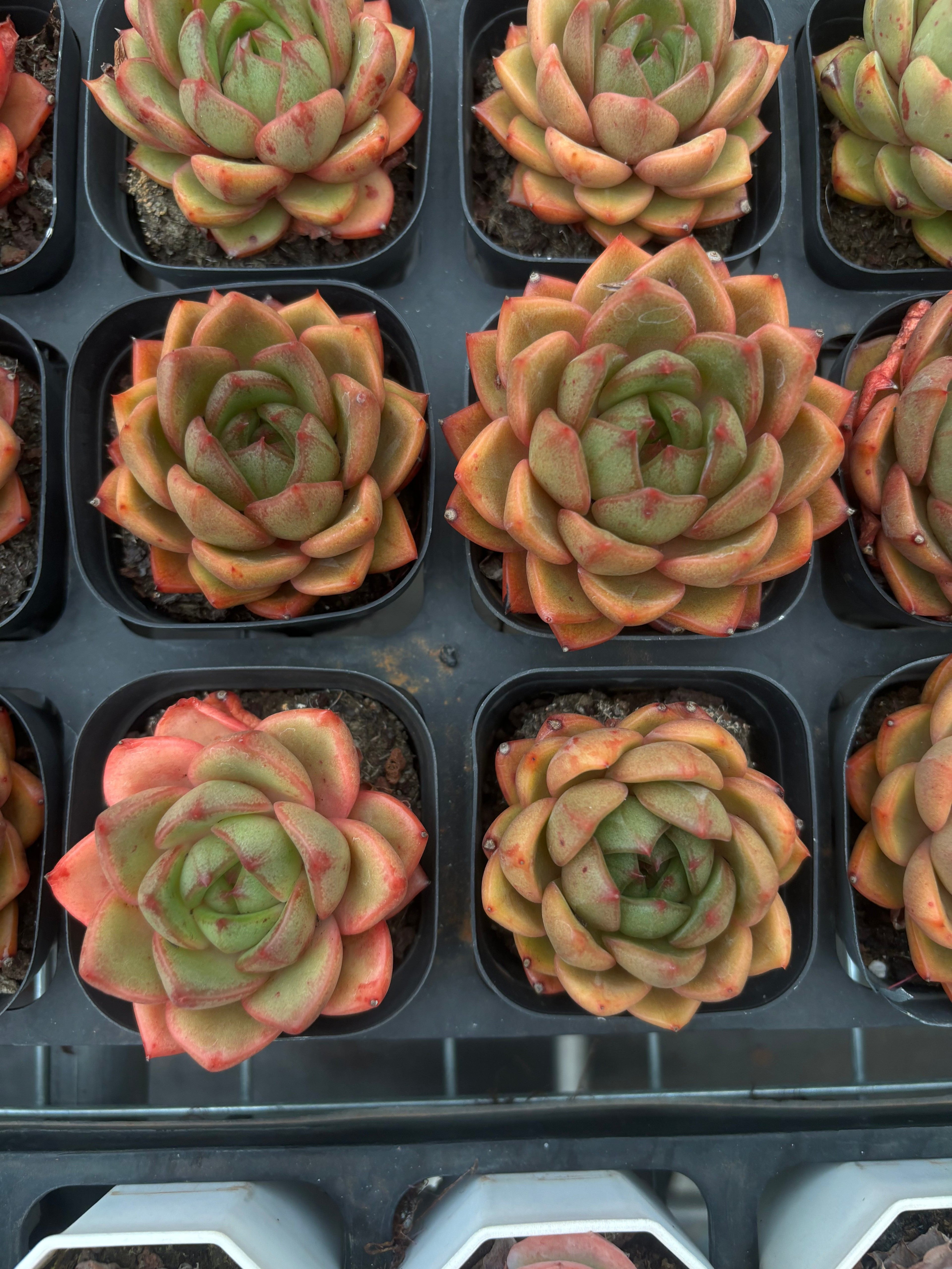 CA054 ギロ ×プルプソルム   エケベリア