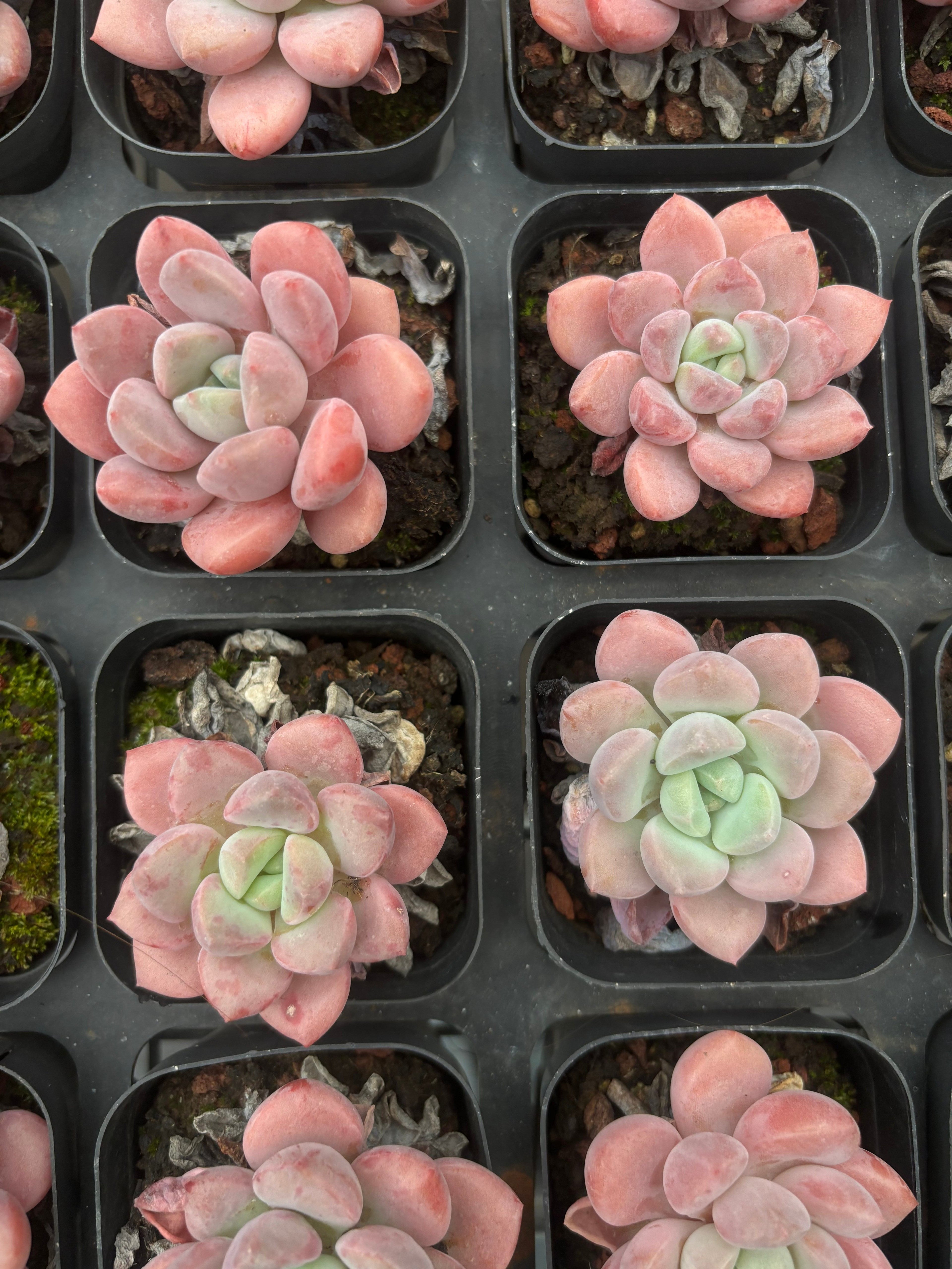 CA055 スポットシーヴィディ  エケベリア