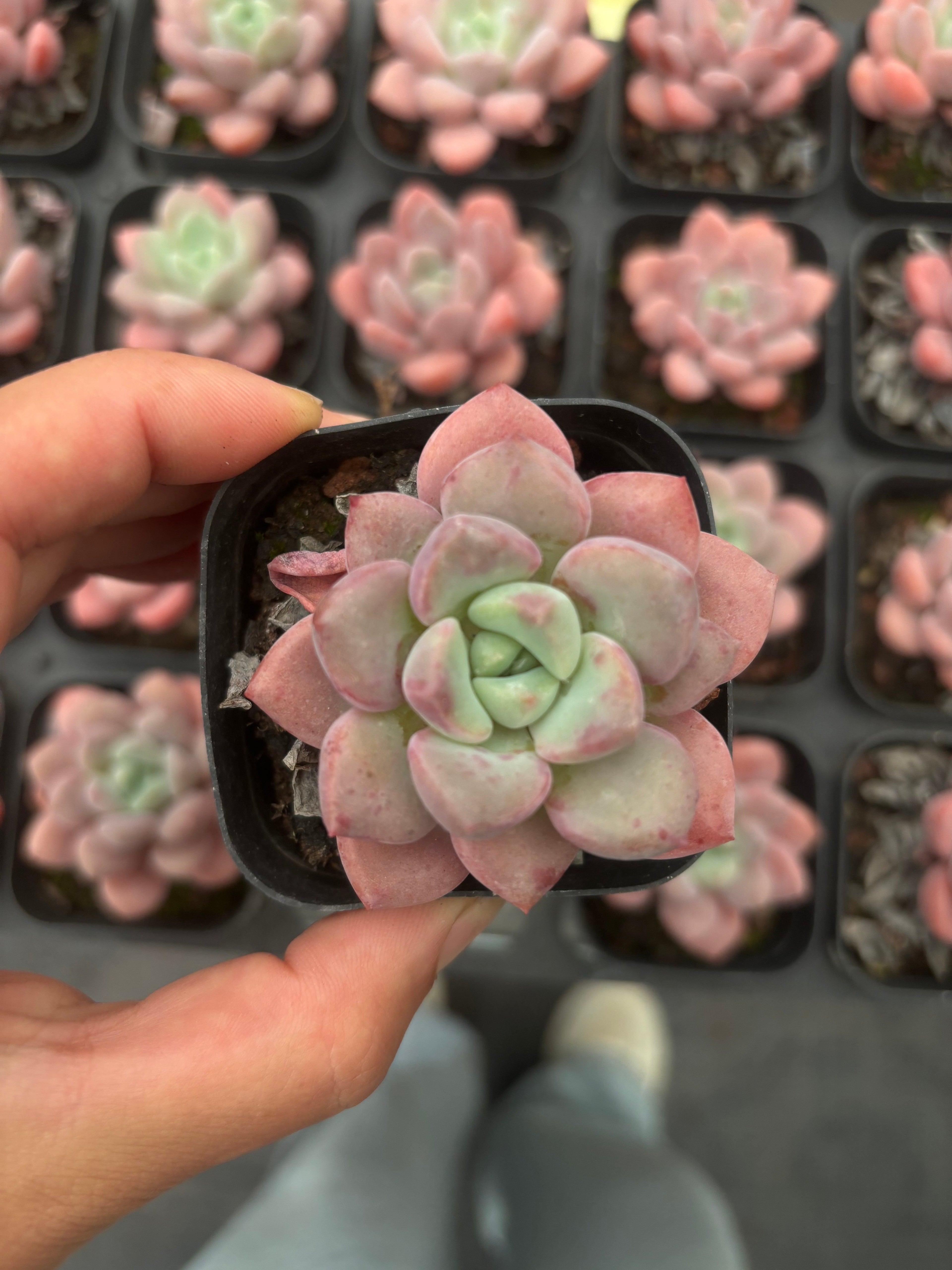 A055 スポットシーヴィディ エケベリア