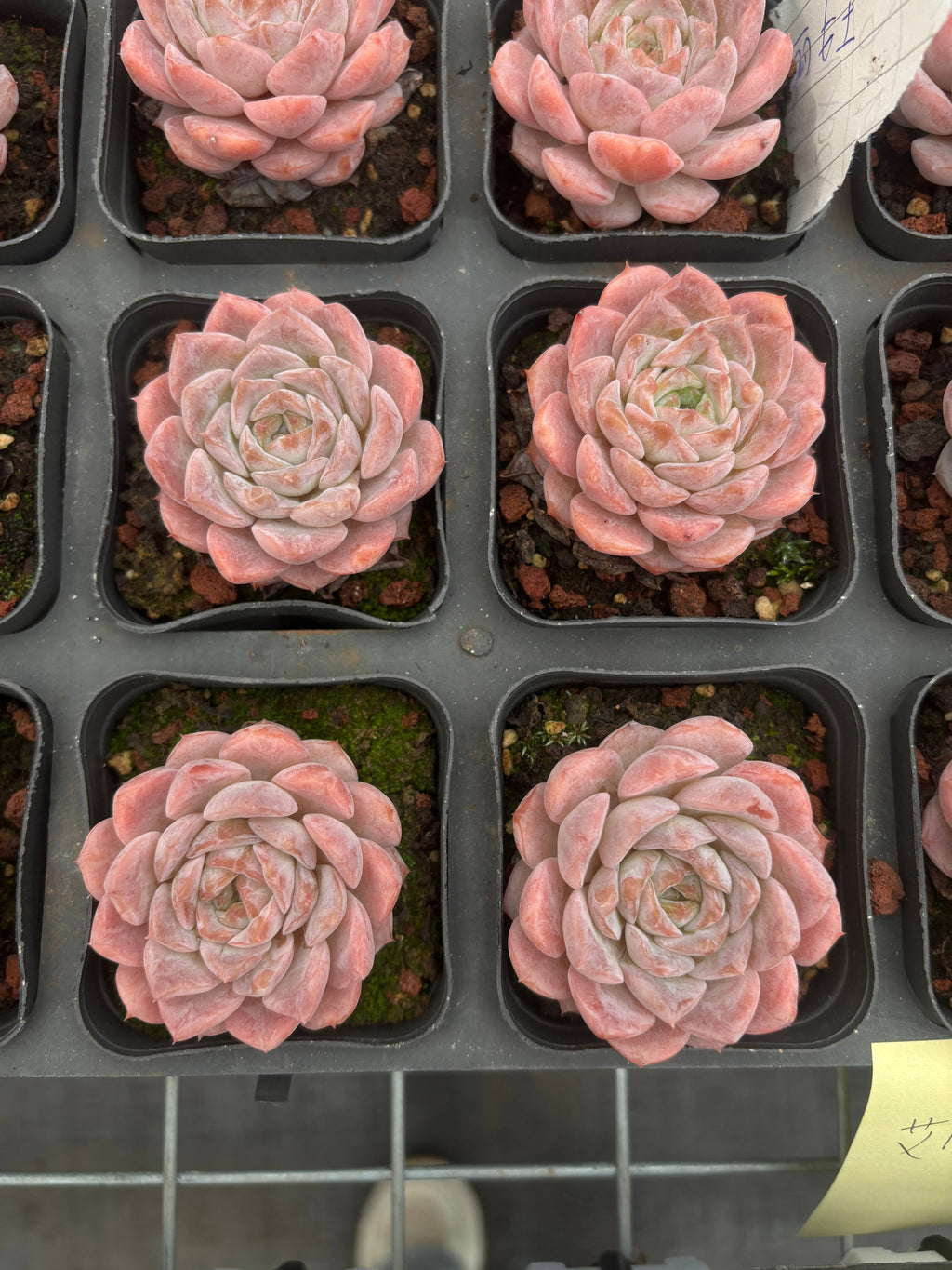 CA056 エリークイーン  エケベリア