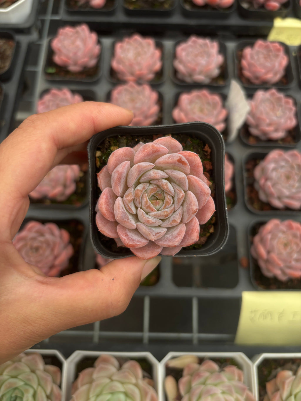 CA056 エリークイーン  エケベリア