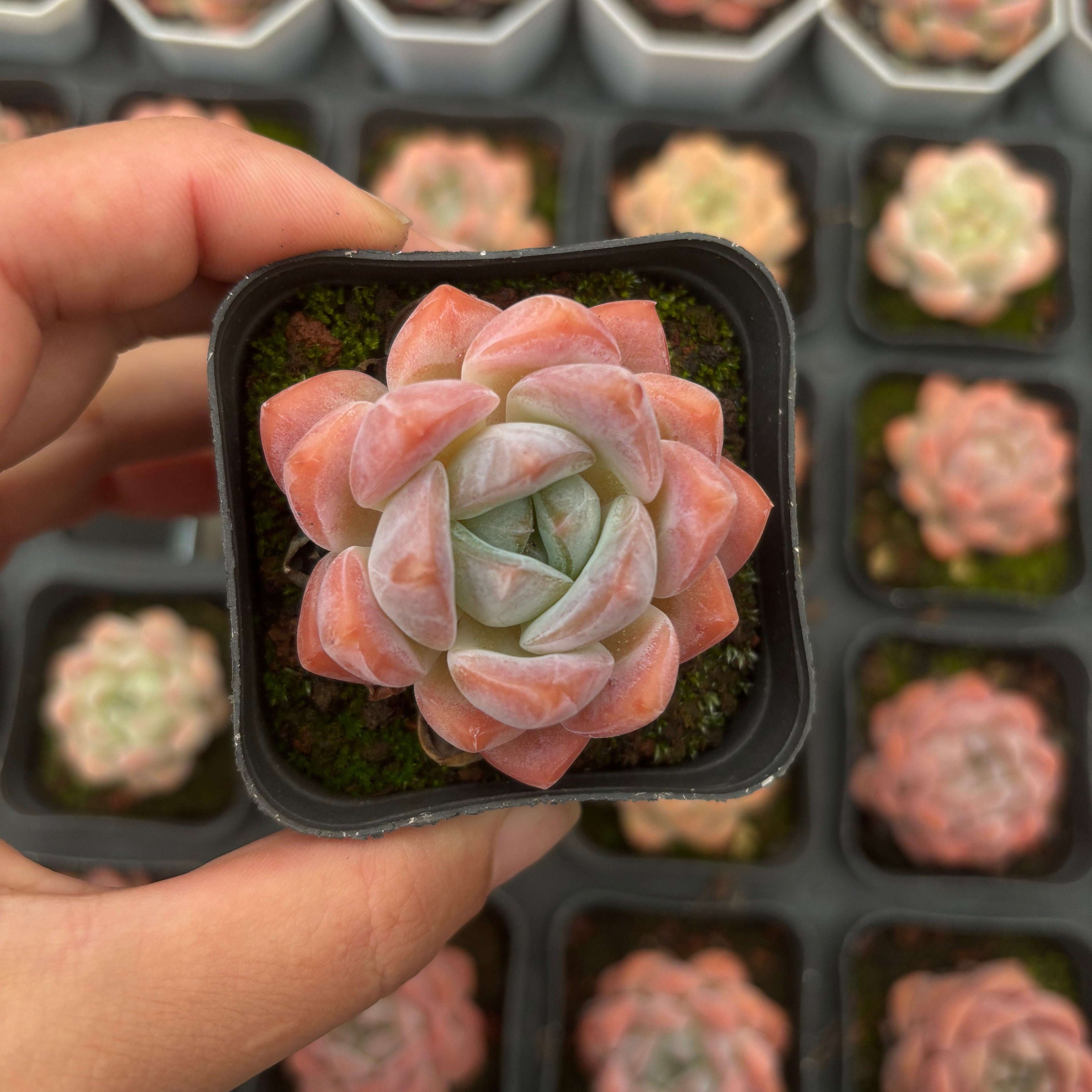 CA058 アイスプリンセス エケベリア