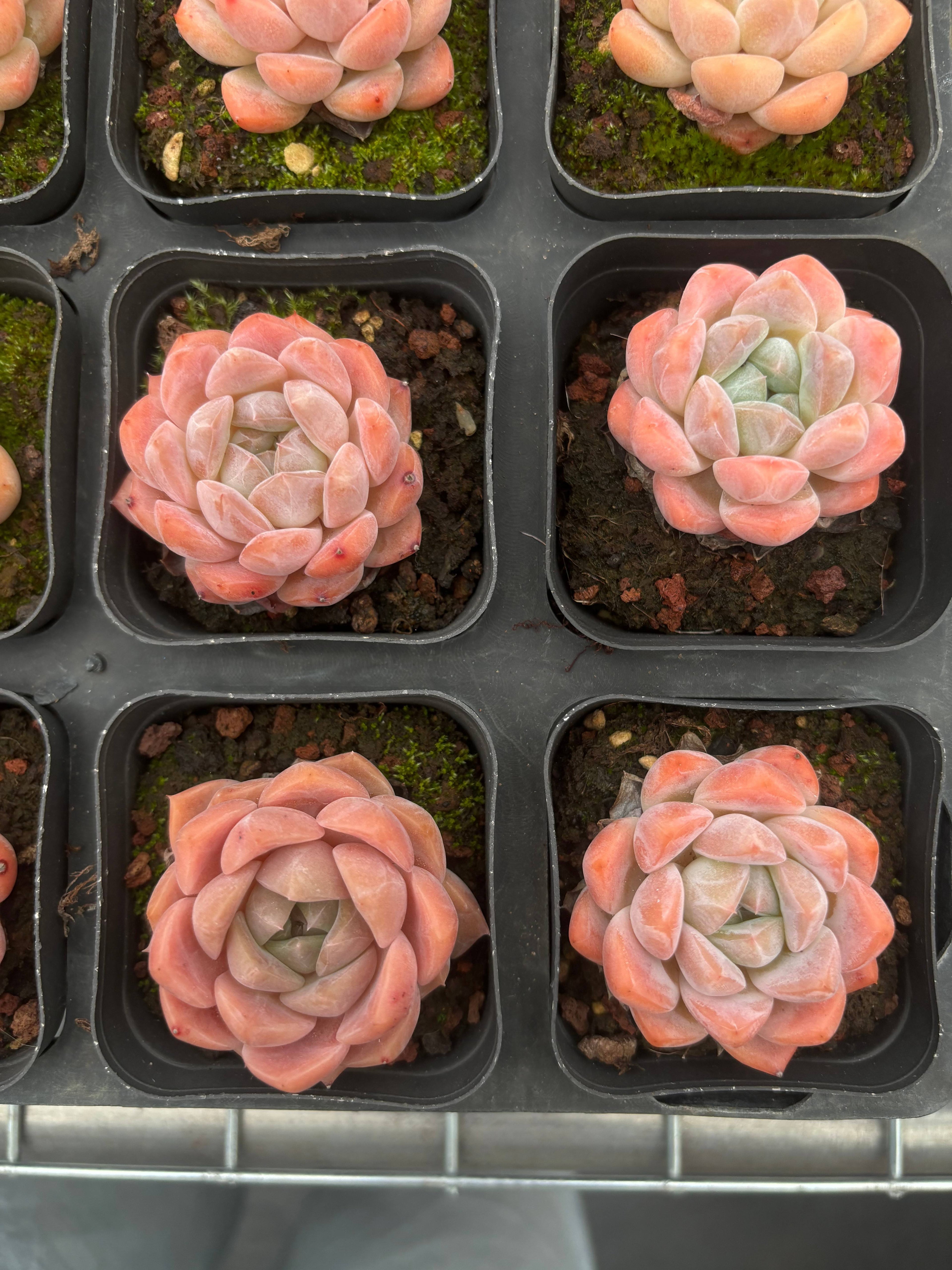 CA058 アイスプリンセス エケベリア