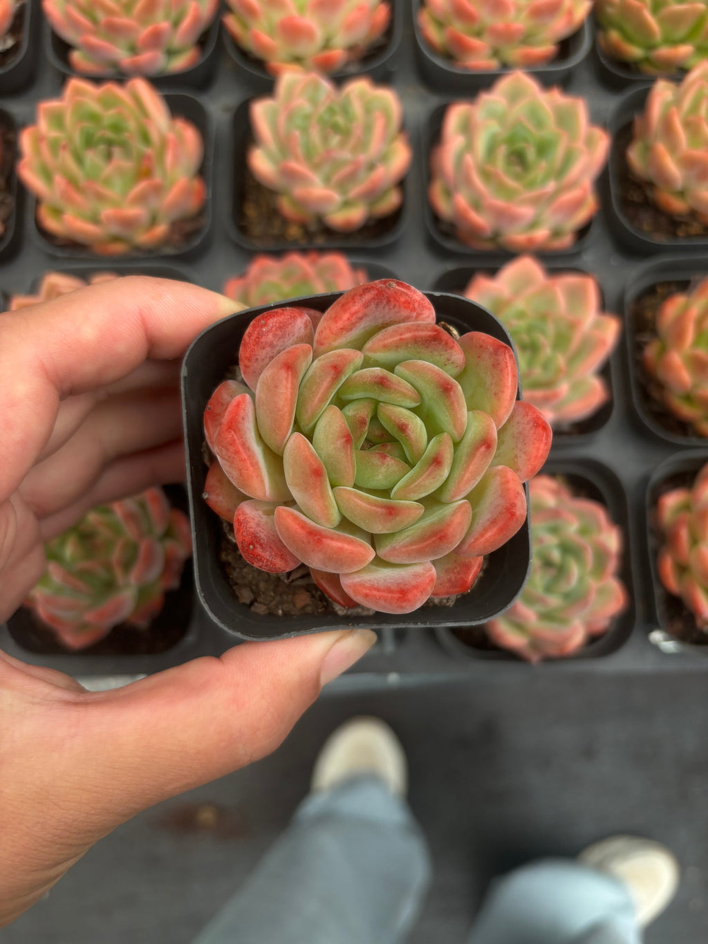 CA059 サンセットスウィートハート エケベリア