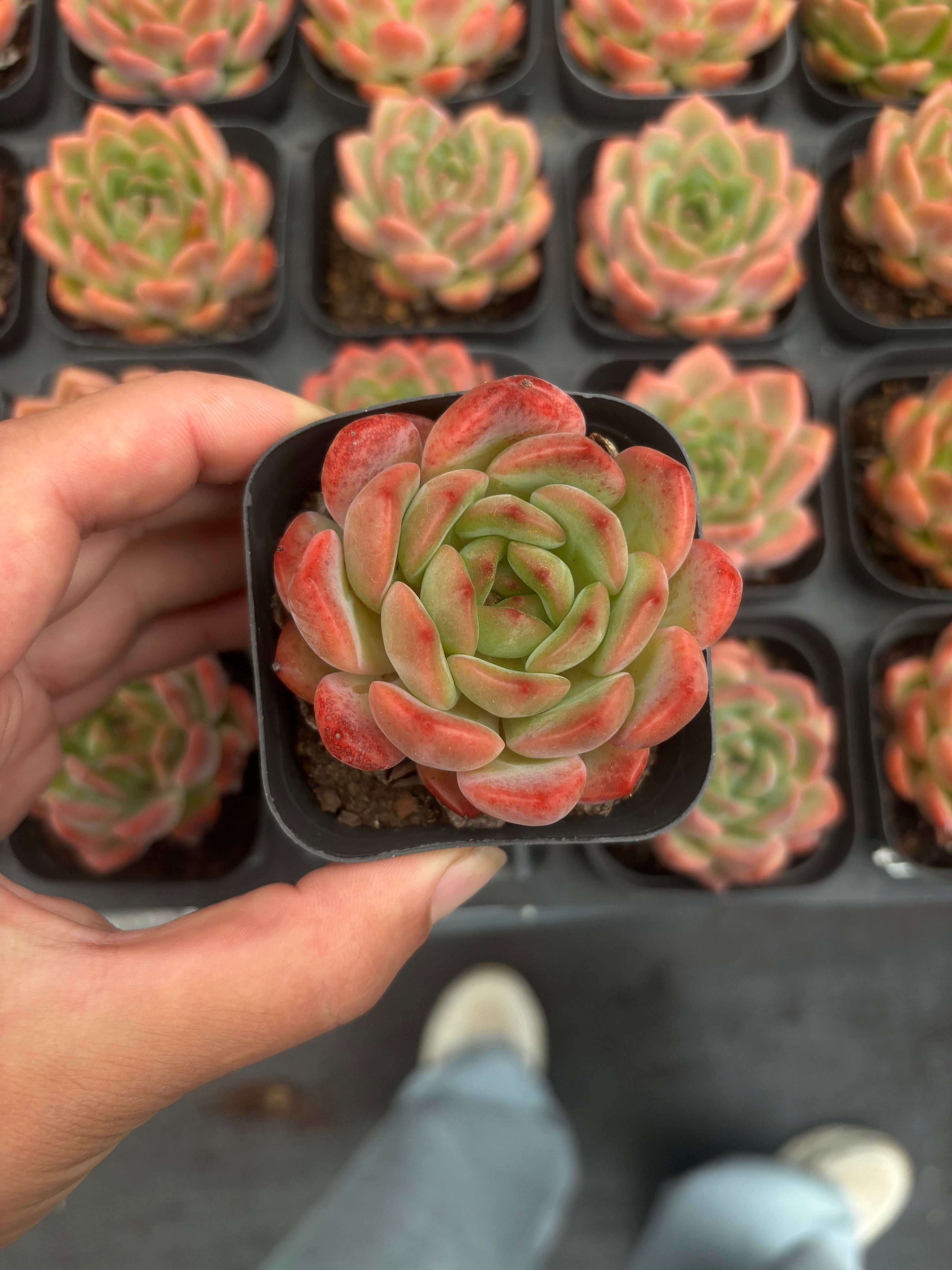 CA059 サンセットスウィートハート エケベリア