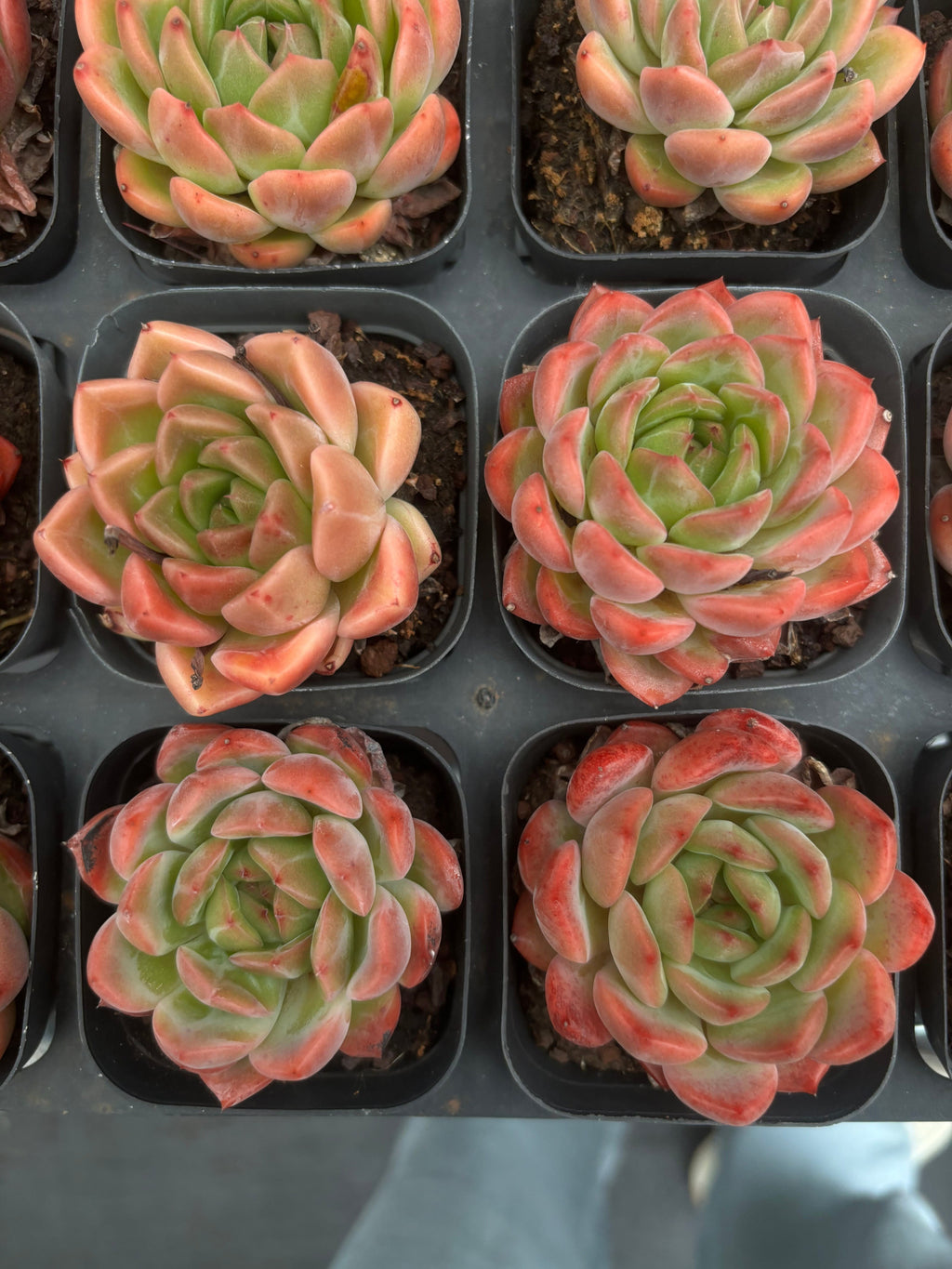 CA059 サンセットスウィートハート エケベリア