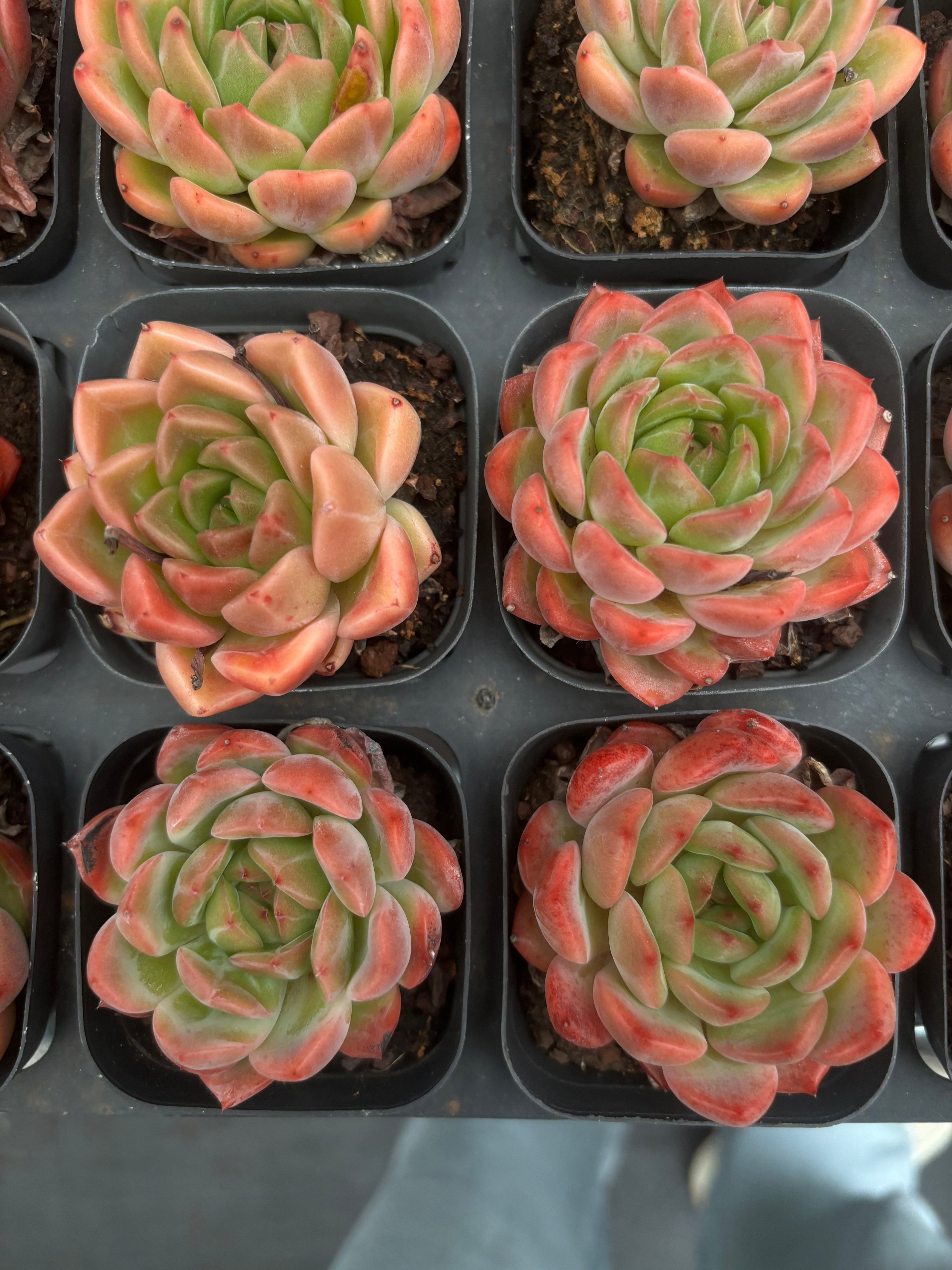 CA059 サンセットスウィートハート エケベリア