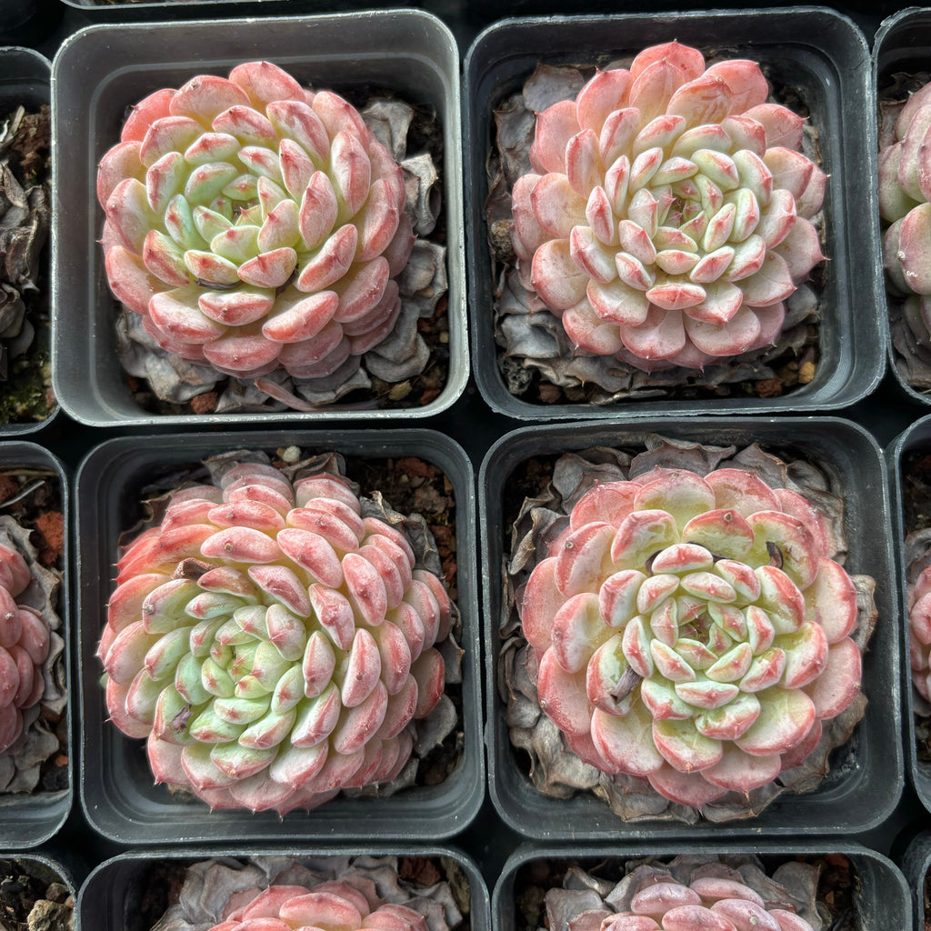 A060 ホワイトファット エケベリア