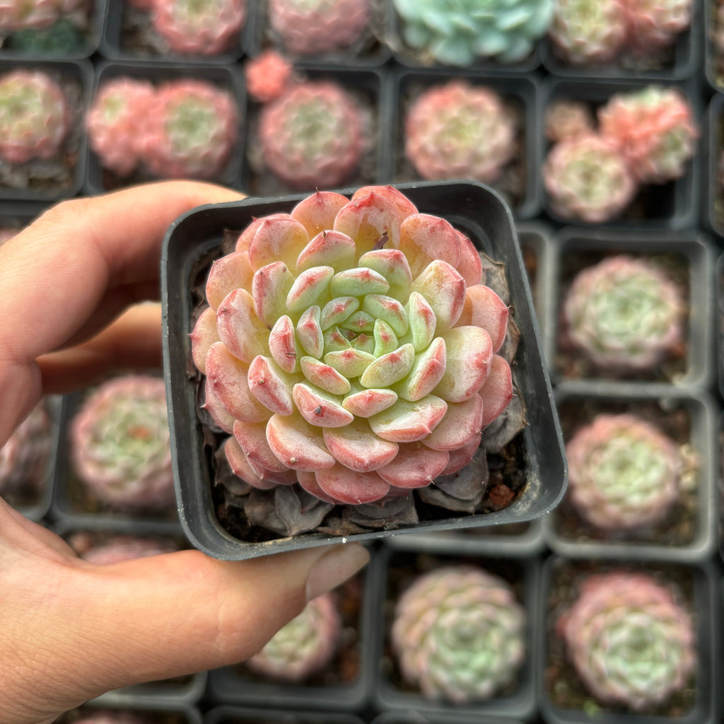 CA060 ホワイトファット エケベリア