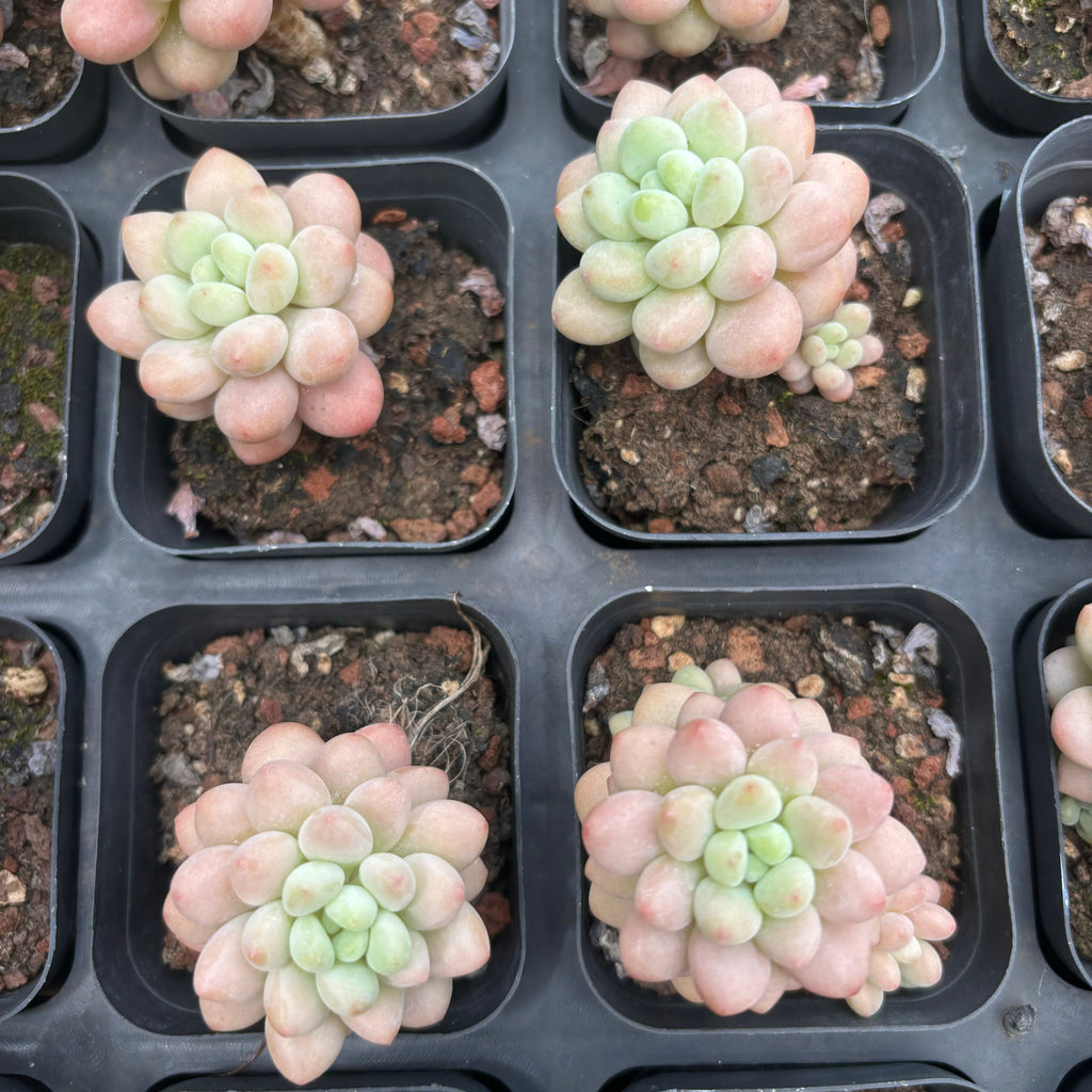 CA061 ダフネ エケベリア