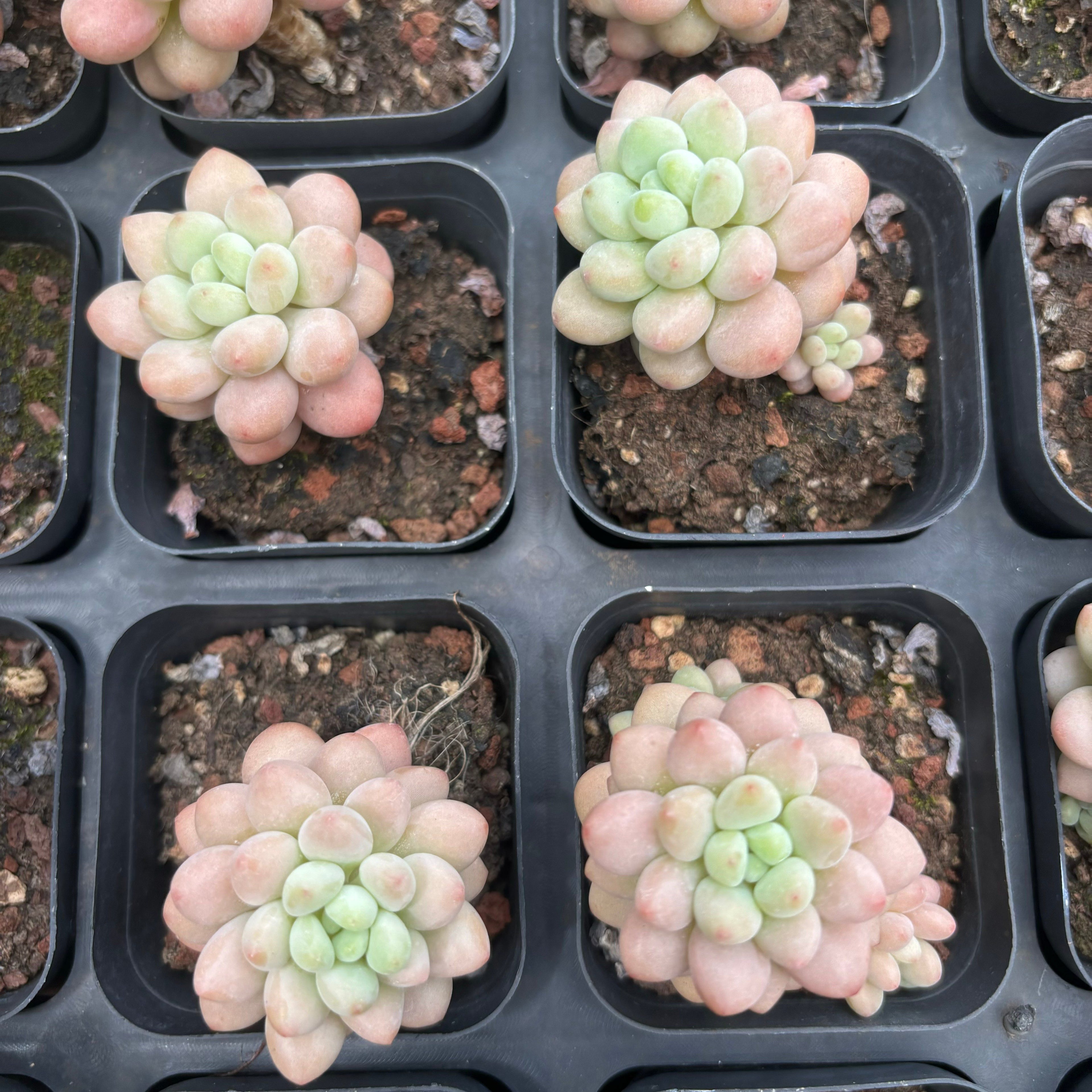 CA061 ダフネ エケベリア